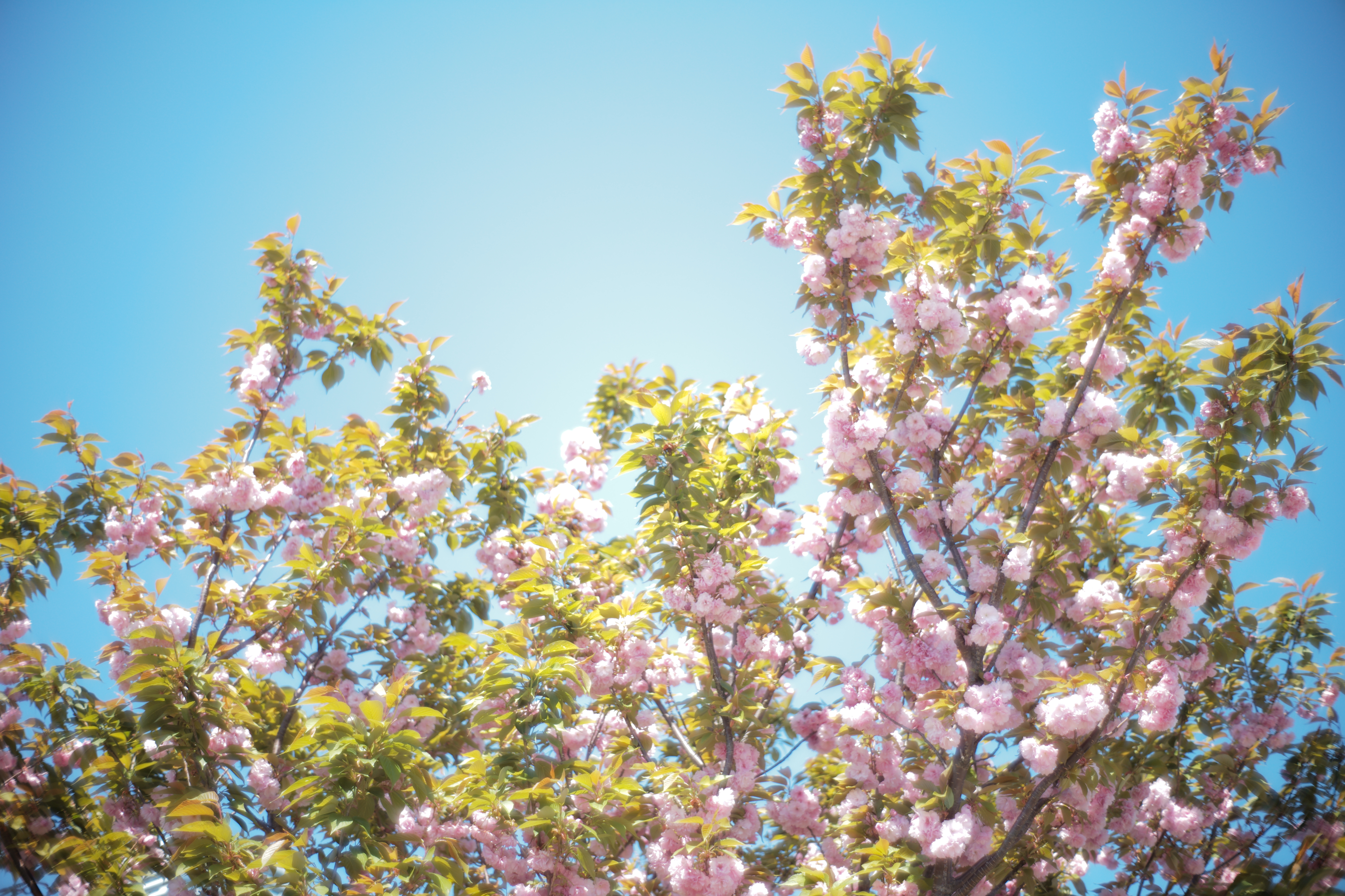 絞り開放で撮ると独特の柔らかい描写になる。柔らかさを強調するためにハイキーで撮った。周辺光量落ちは相当に大きいが、周辺落ちが大好物な筆者的にはまったく短所には思えない。よく言われるように、合焦部の繭を絡めたような描写はこのレンズならでは。LEICA M10 / ISO100 / F1.4 / 1/1,000秒 / AWB / JPEG