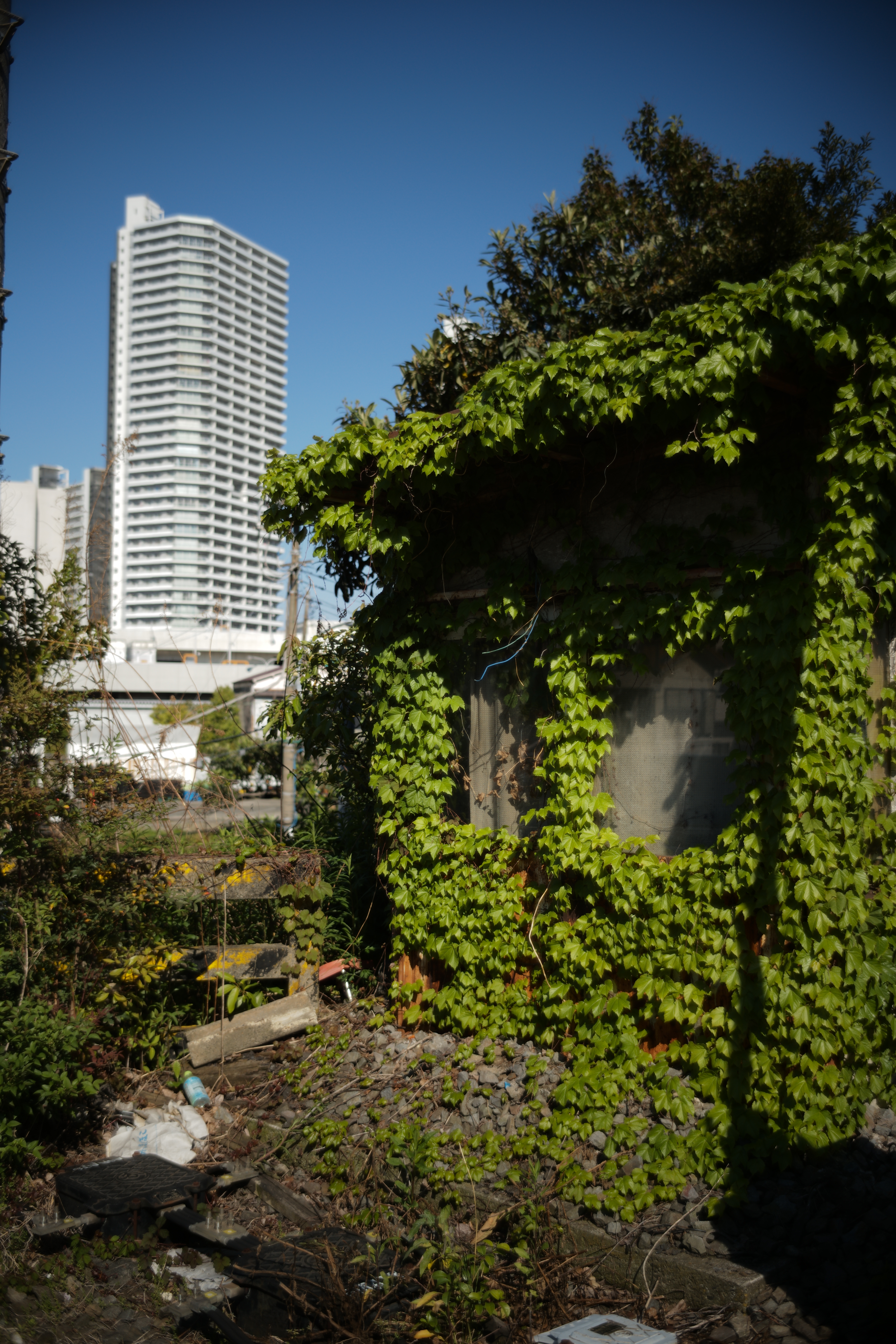 こちらも絞り開放で撮影。もうひとつの作例に比べると撮影距離があるため、描写はちょっと先鋭度が高くなる。背景のボケ方も近距離ではかなりクセがあるが、このくらいの距離だと割と自然。LEICA M10 / ISO100 / F2 / 1/3,000秒 / AWB / JPEG