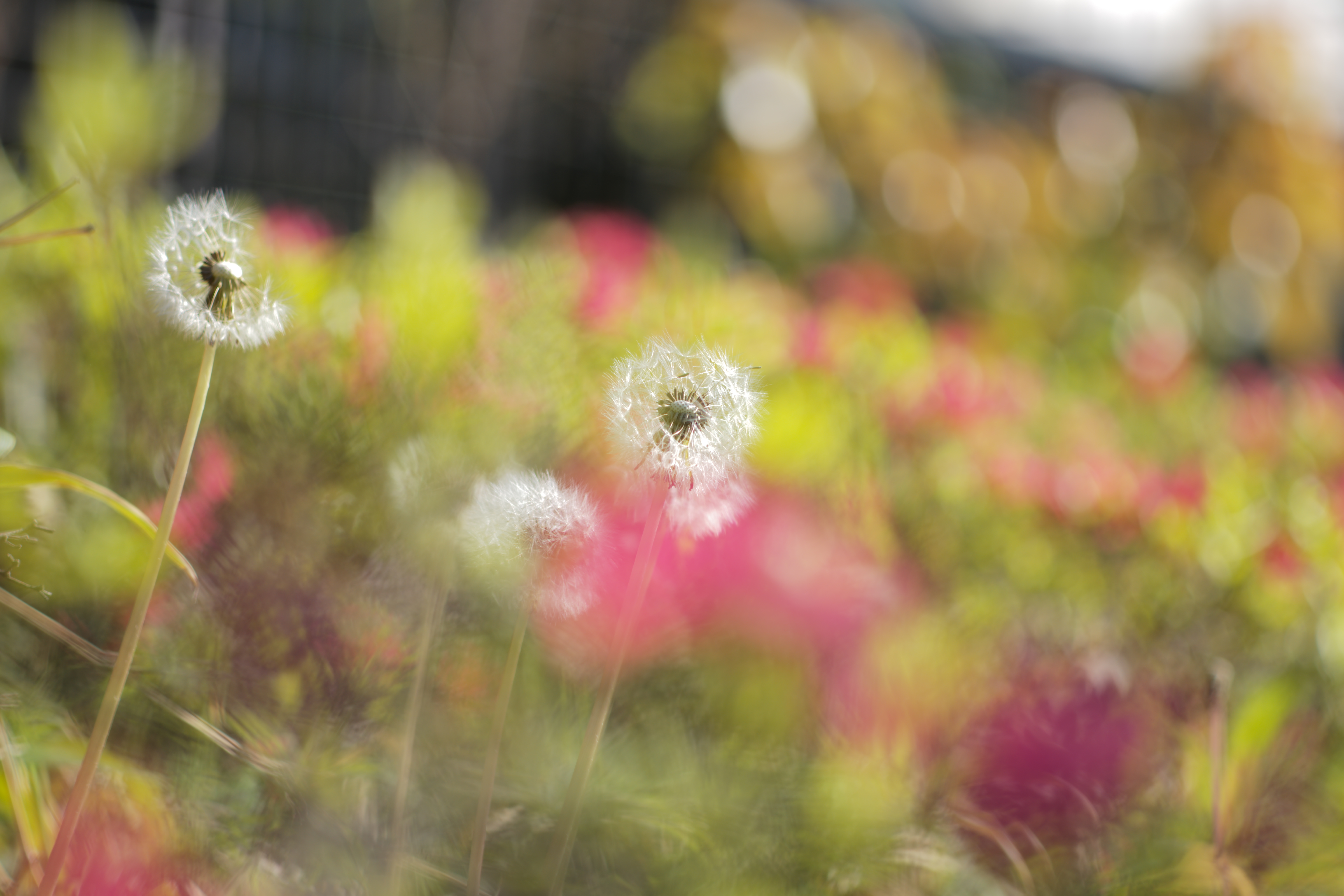 最短撮影距離の1.5mで撮影。近距離でも合焦部の解像落ちはわずかで、フレアぽくならないのでコントラストも高い。ボケ味はさすがに賑やかで自然とはいえず、この点は現行レンズとは大きく違う。LEICA M10 / ISO100 / F4 / 1/3,000秒 / AWB / JPEG