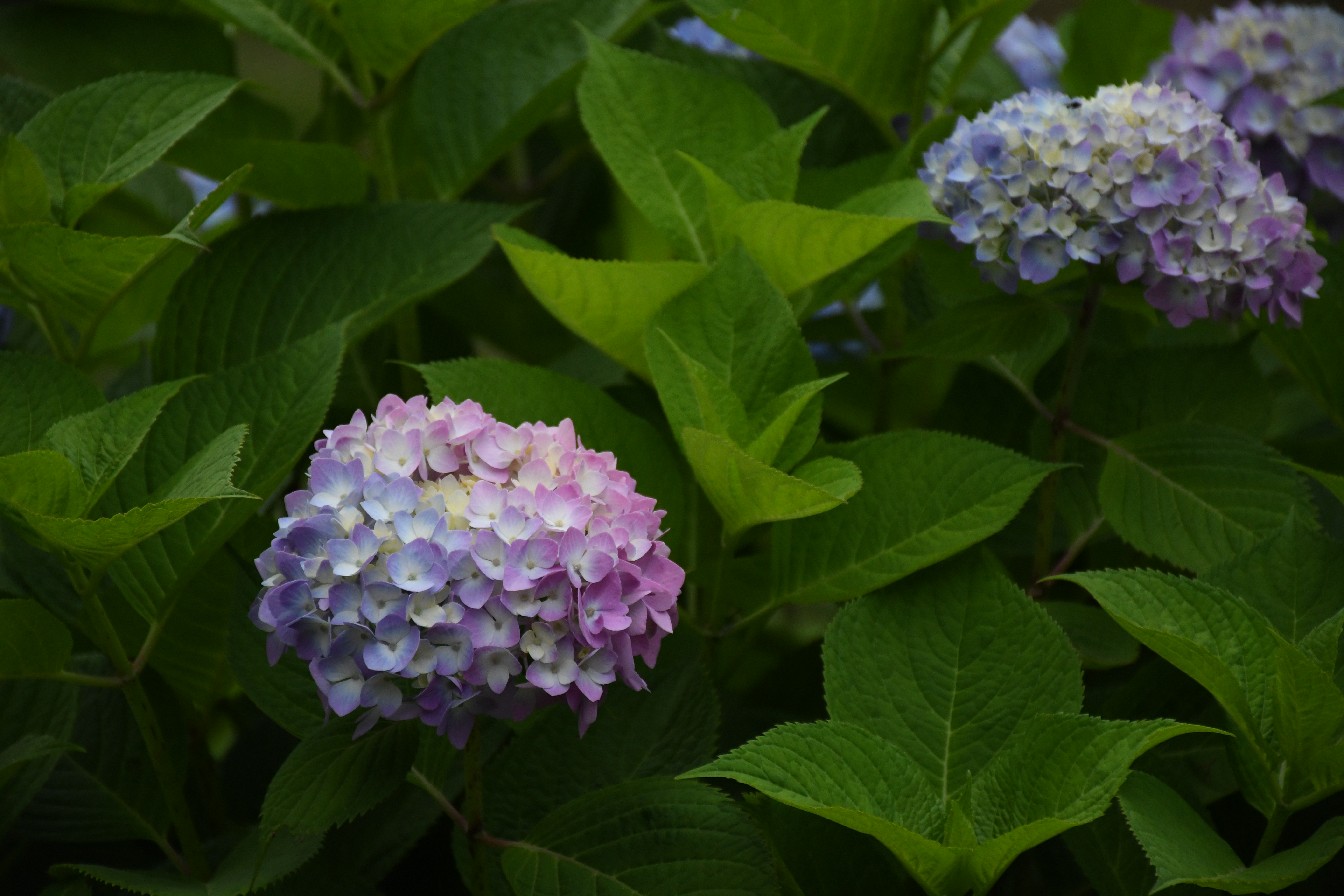 AF-S DX NIKKOR 18-140mm f/3.5-5.6G ED VR / 1/400秒 / F5.6 / -0.3EV / ISO1600 / 絞り優先AE / 130mm