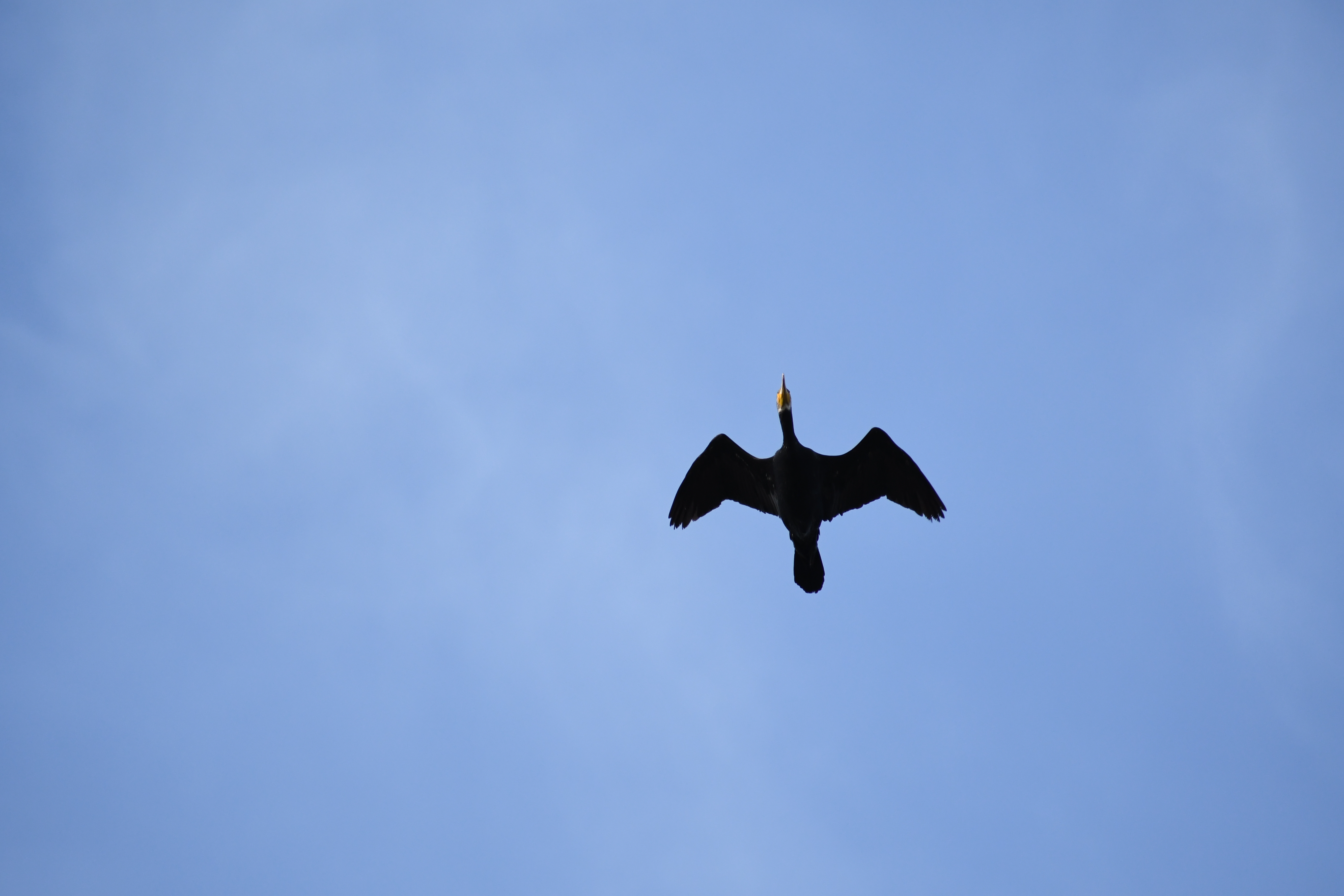 連写した中の1枚。AF-P DX NIKKOR 70-300mm f/4.5-6.3G ED VR / 1/2,000秒 / F8 / +1EV / ISO800 / シャッター優先AE / 300mm