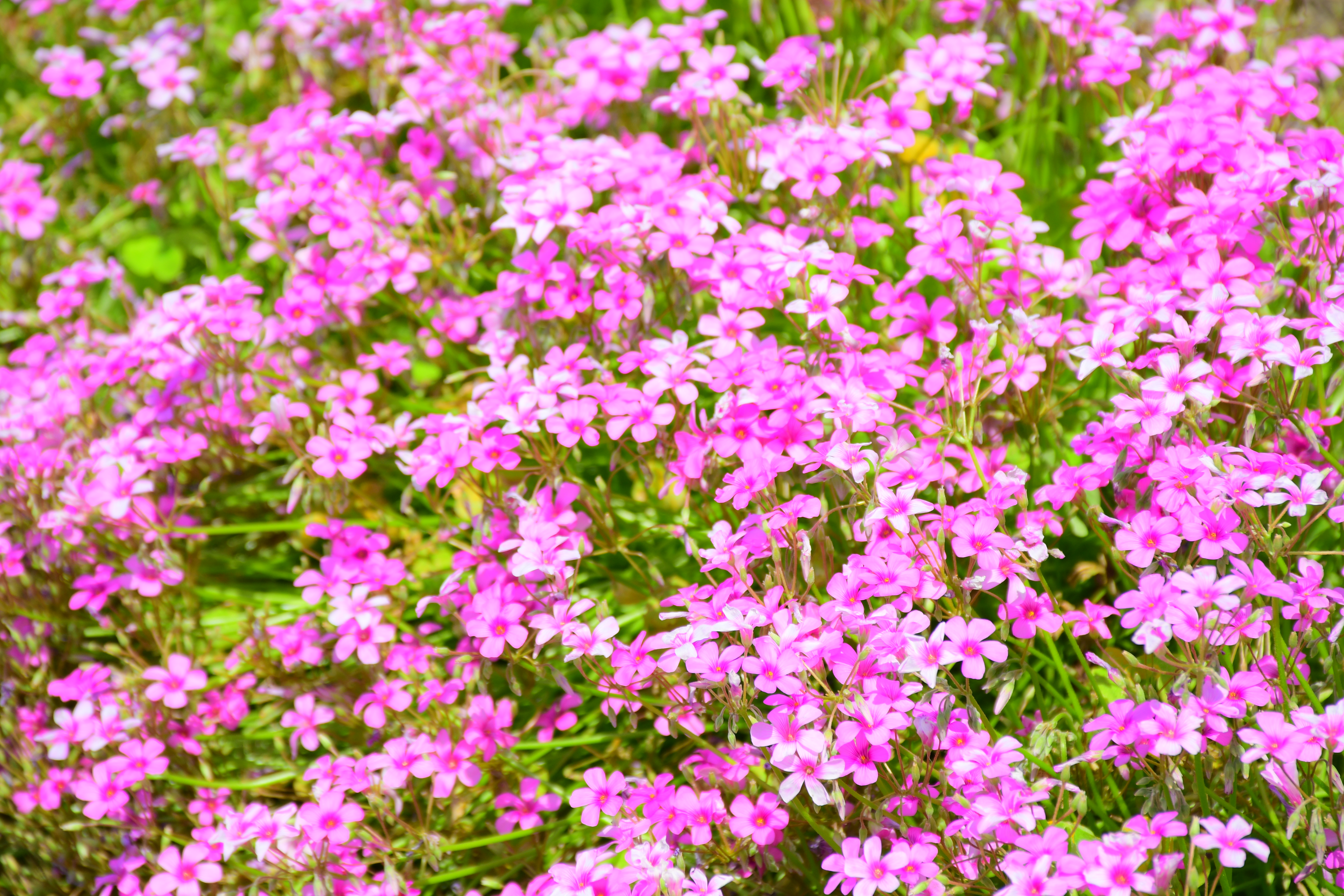 AF-S DX NIKKOR 18-140mm f/3.5-5.6G ED VR / 1/500秒 / F8 / 0EV / ISO100 / 140mm