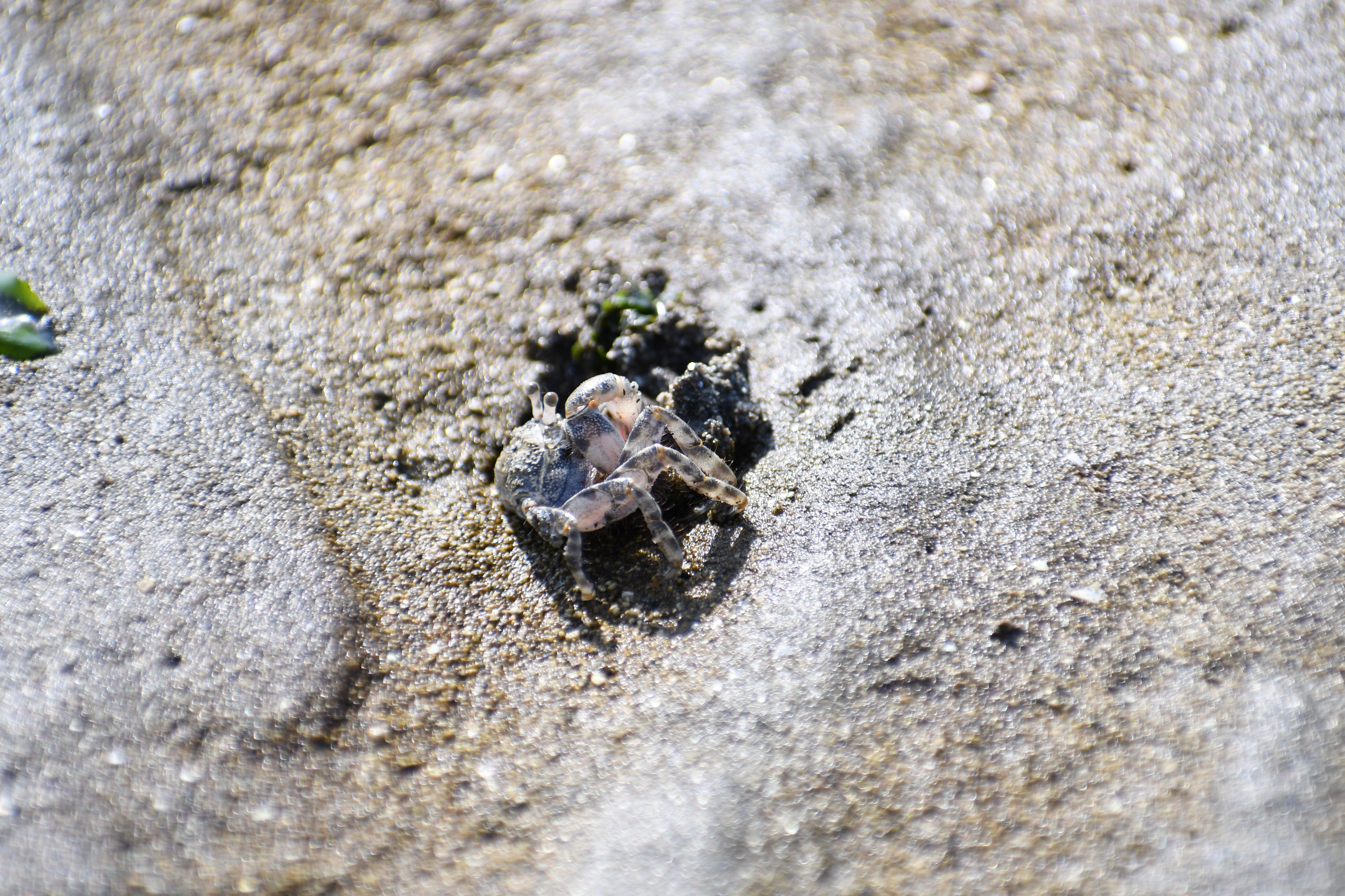 AF-P DX NIKKOR 70-300mm f/4.5-6.3G ED VR / 1/800秒 / F6.3 / +1EV / ISO400 / 絞り優先AE / 300mm