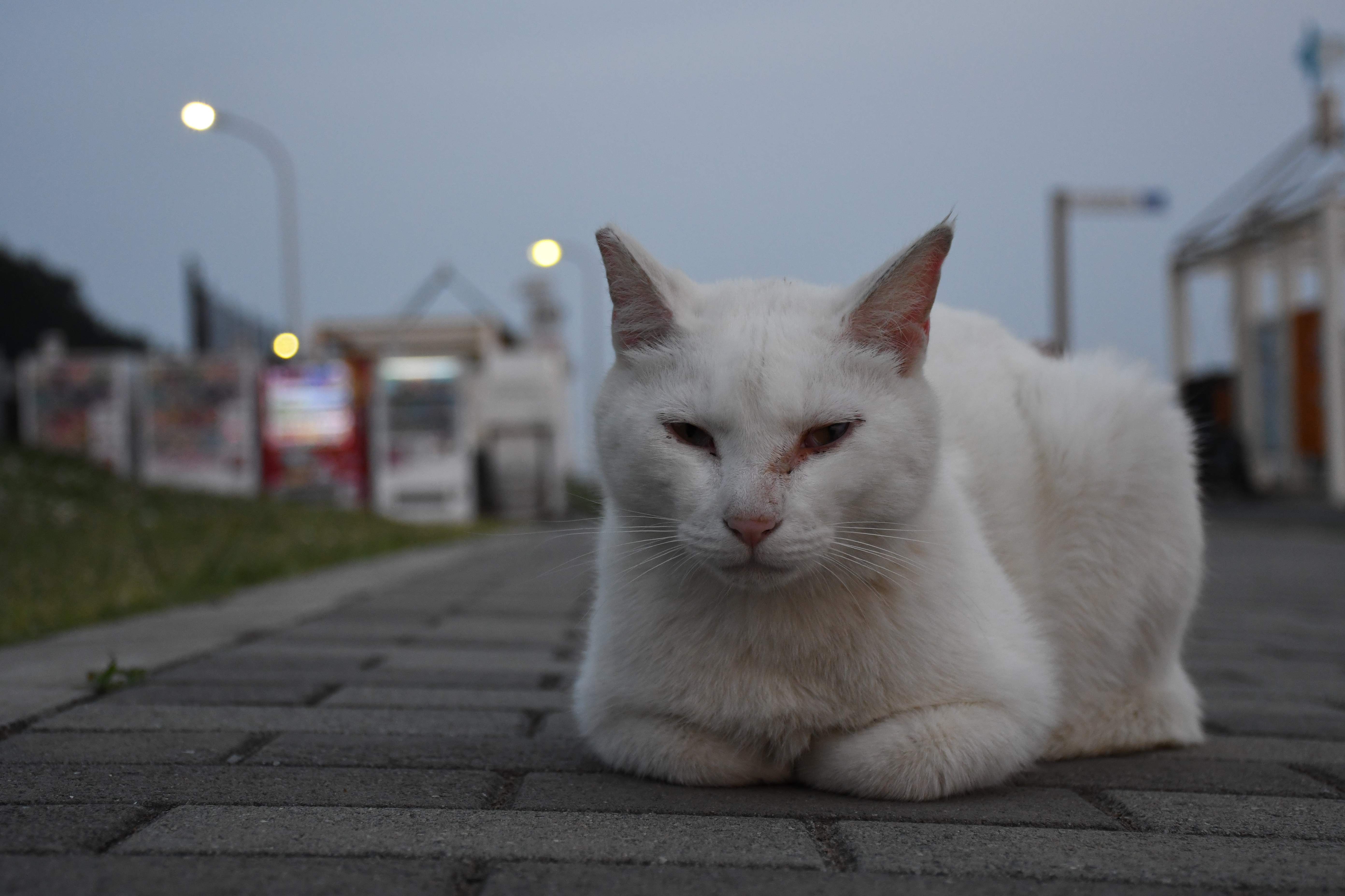 AF-S DX NIKKOR 18-140mm f/3.5-5.6G ED VR / 1/250秒 / F5.6 / -0.3EV / ISO1600 / 絞り優先AE / 42mm