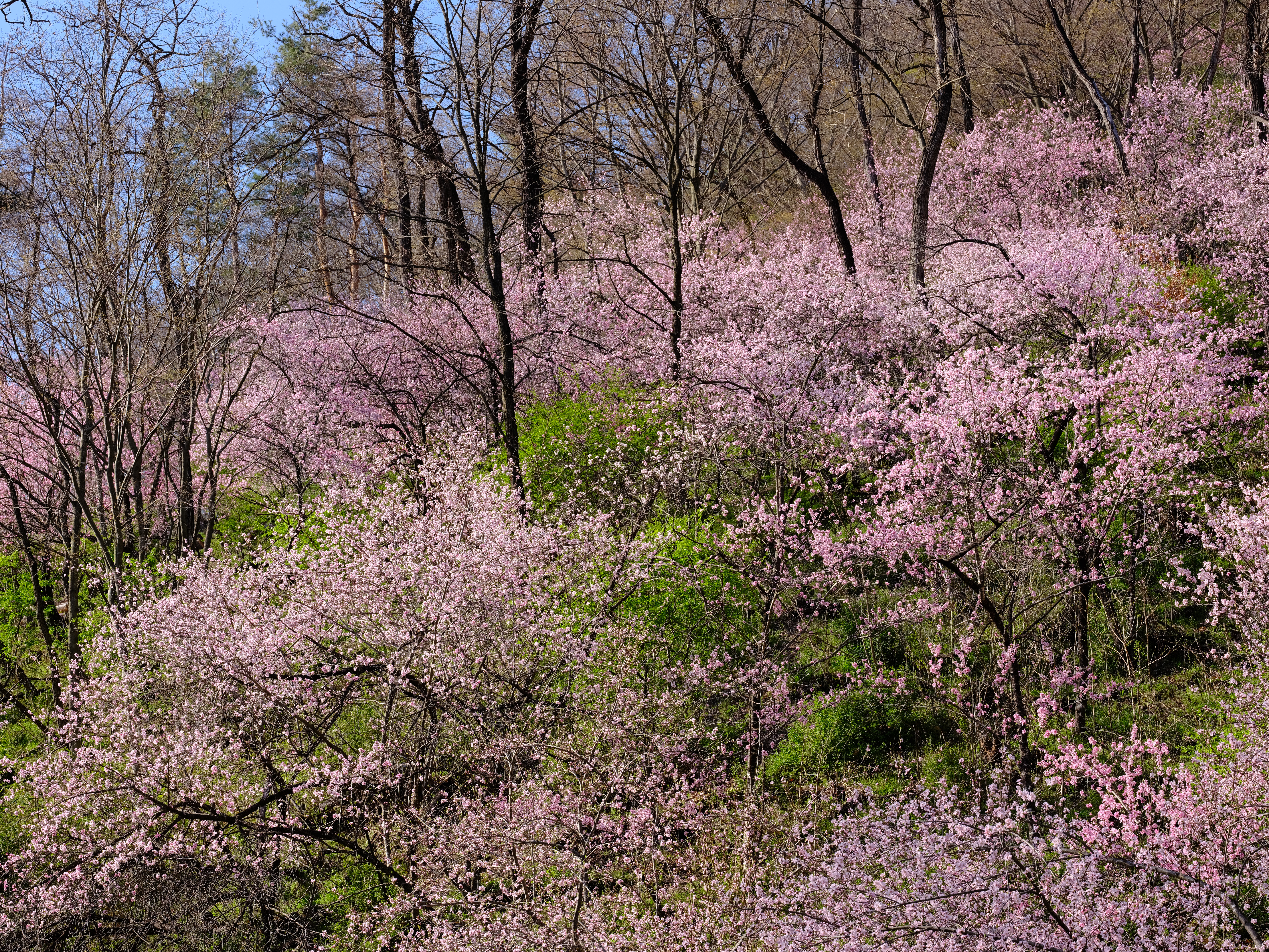 GF120mm F4 R LM OIS WR Macro / 1/160秒 / F11 / +0.3EV / ISO400 / 絞り優先AE / 120mm / フィルムシミュレーション：ベルビア