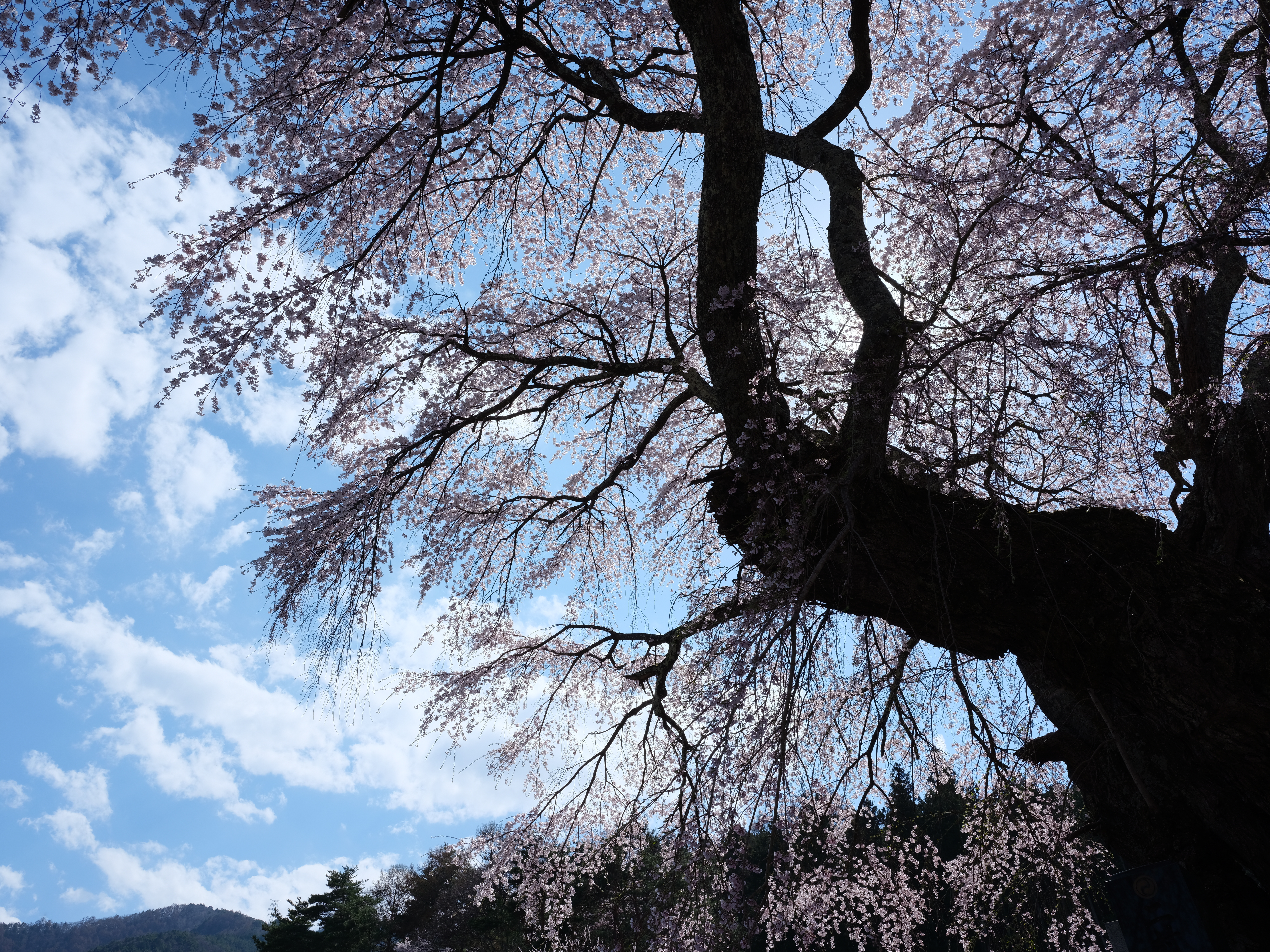 DR200。GF32-64mm F4 R LM WR / 1/125秒 / F16 / +0.7EV / ISO200 / 絞り優先AE / 32mm / フィルムシミュレーション：プロビア