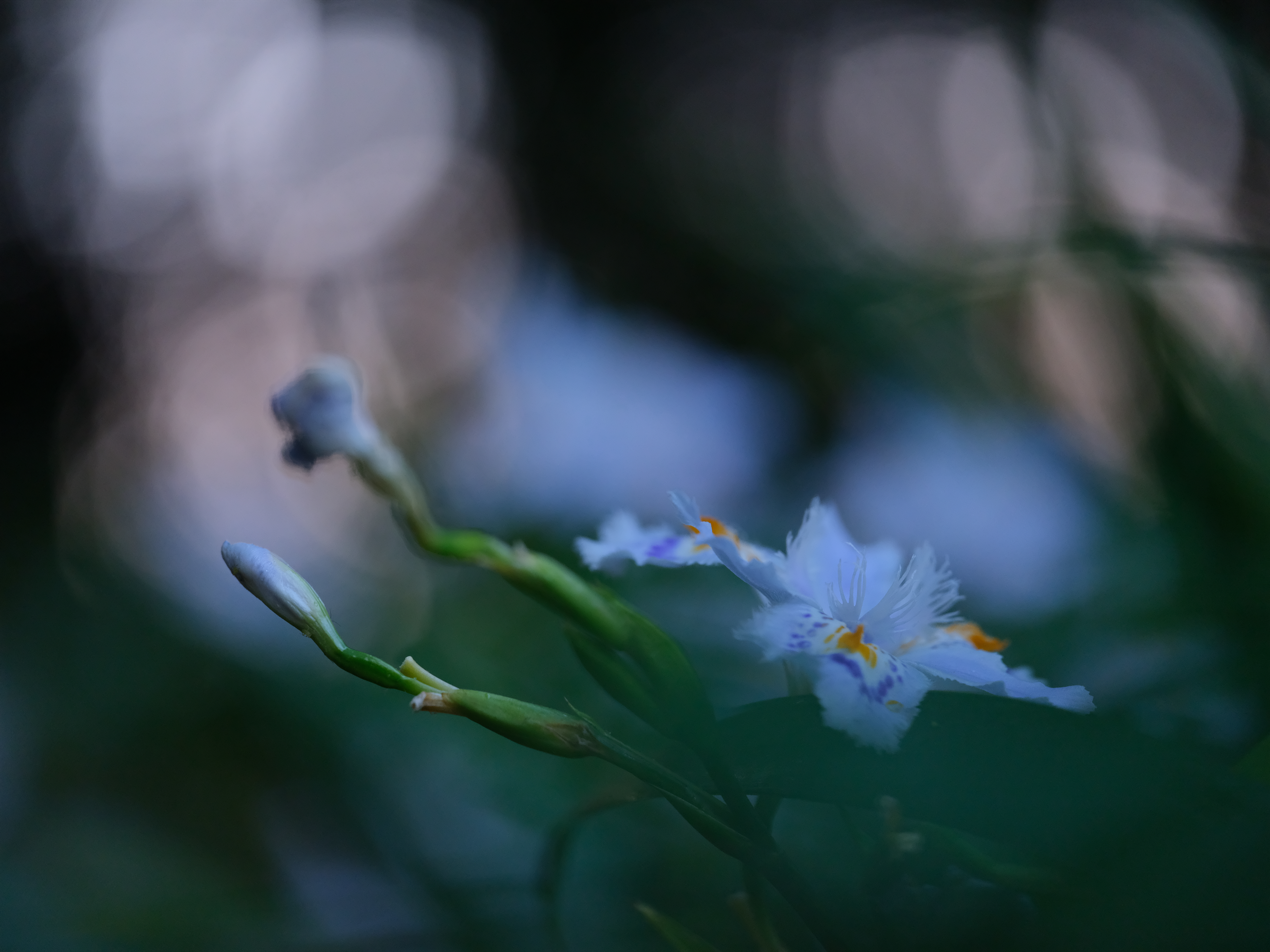 GF120mm F4 R LM OIS WR Macro / 1/140秒 / F4 / -0.7EV / ISO3200 / 絞り優先AE / 120mm / フィルムシミュレーション：プロビア