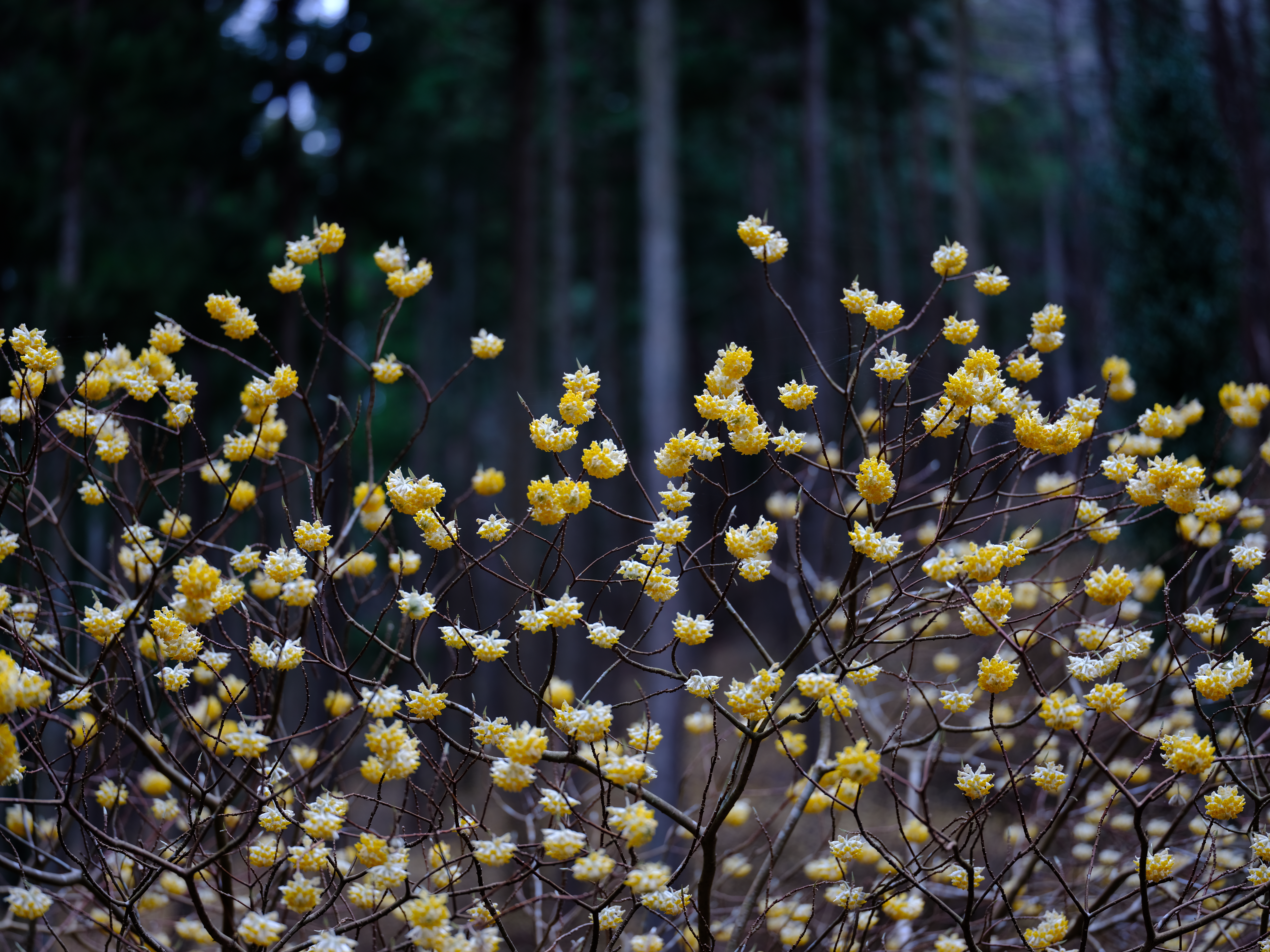 GF120mm F4 R LM OIS WR Macro / 1.1秒 / F4 / -0.3EV / ISO100 / 絞り優先AE / 120mm / フィルムシミュレーション：ベルビア