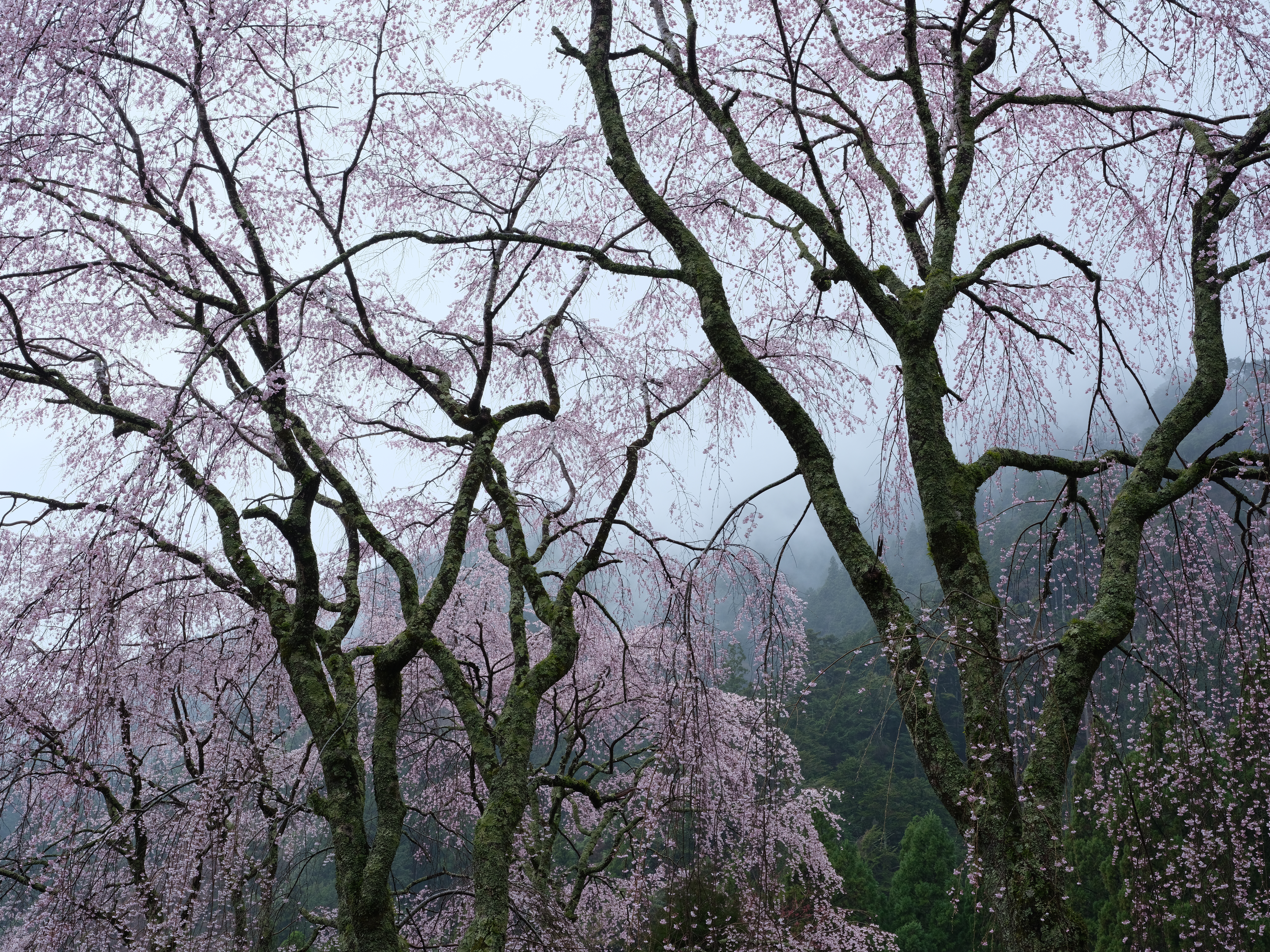 GF32-64mm F4 R LM WR / 1/26秒 / F16 / +1.3EV / ISO400 / 絞り優先AE / 47.3mm / フィルムシミュレーション：ベルビア