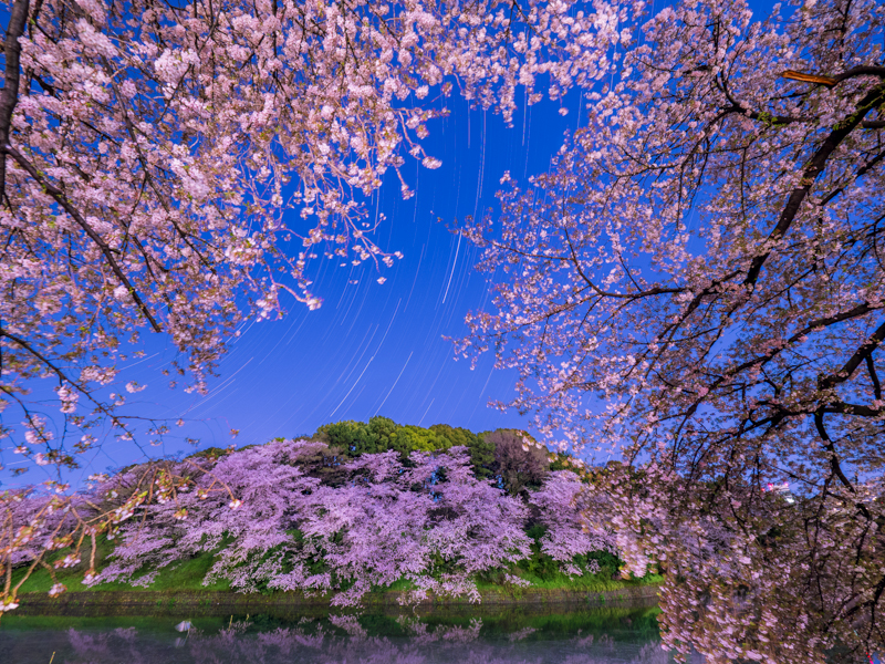 深夜0時、桜が満月と街明かりでうっすらと照らされていたのでライブコンポジットで星の軌跡とともに撮影した。薄暗い中での構図を決めるときには、LVブースト2にすると背面液晶モニターに明るく風景が映し出されるので簡単に構図を確認できる。<br><span class="fnt-85">OM-D E-M1 Mark II / M.ZUIKO DIGITAL ED 7-14mm F2.8 PRO / 7mm（14mm相当） / ライブコンポジット / ISO 400</span>