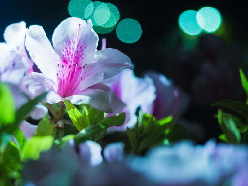 バリアングルモニターで背景にボケが入る位置を探して撮った。ISO2000で被写体ブレを抑えての撮影。花のしべにしっかりピントが合うAFも頼もしい。<br><span class="fnt-85">OM-D E-M1 Mark II / M.ZUIKO DIGITAL ED 12-40mm F2.8 PRO / 40mm（80mm相当） / 絞り優先AE（F2.8、1/80秒、+0.7EV） / ISO 2000</span>