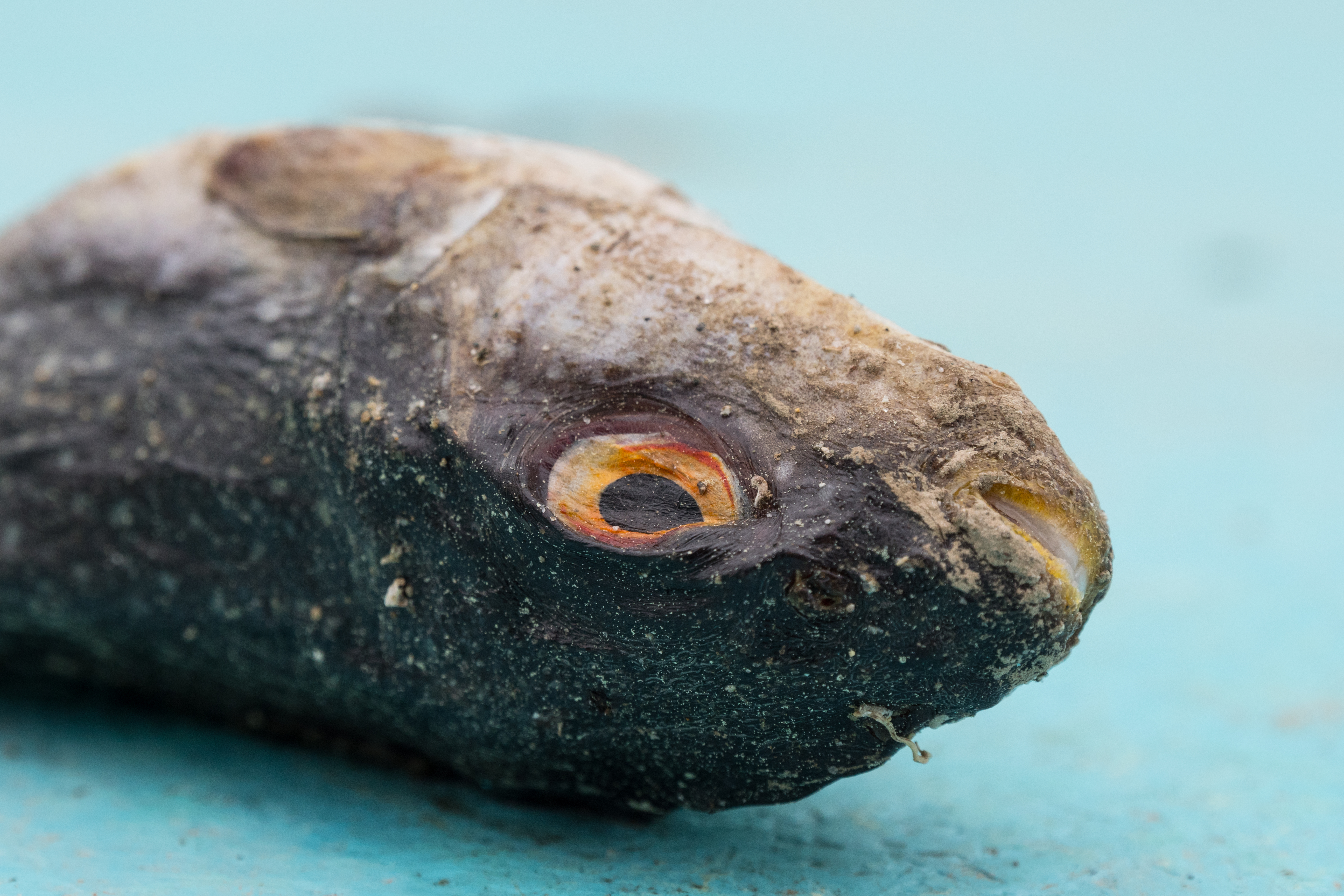 LUMIX GH5 / 1/160秒 / F8 / 0EV / ISO400 / 絞り優先AE / 60mm