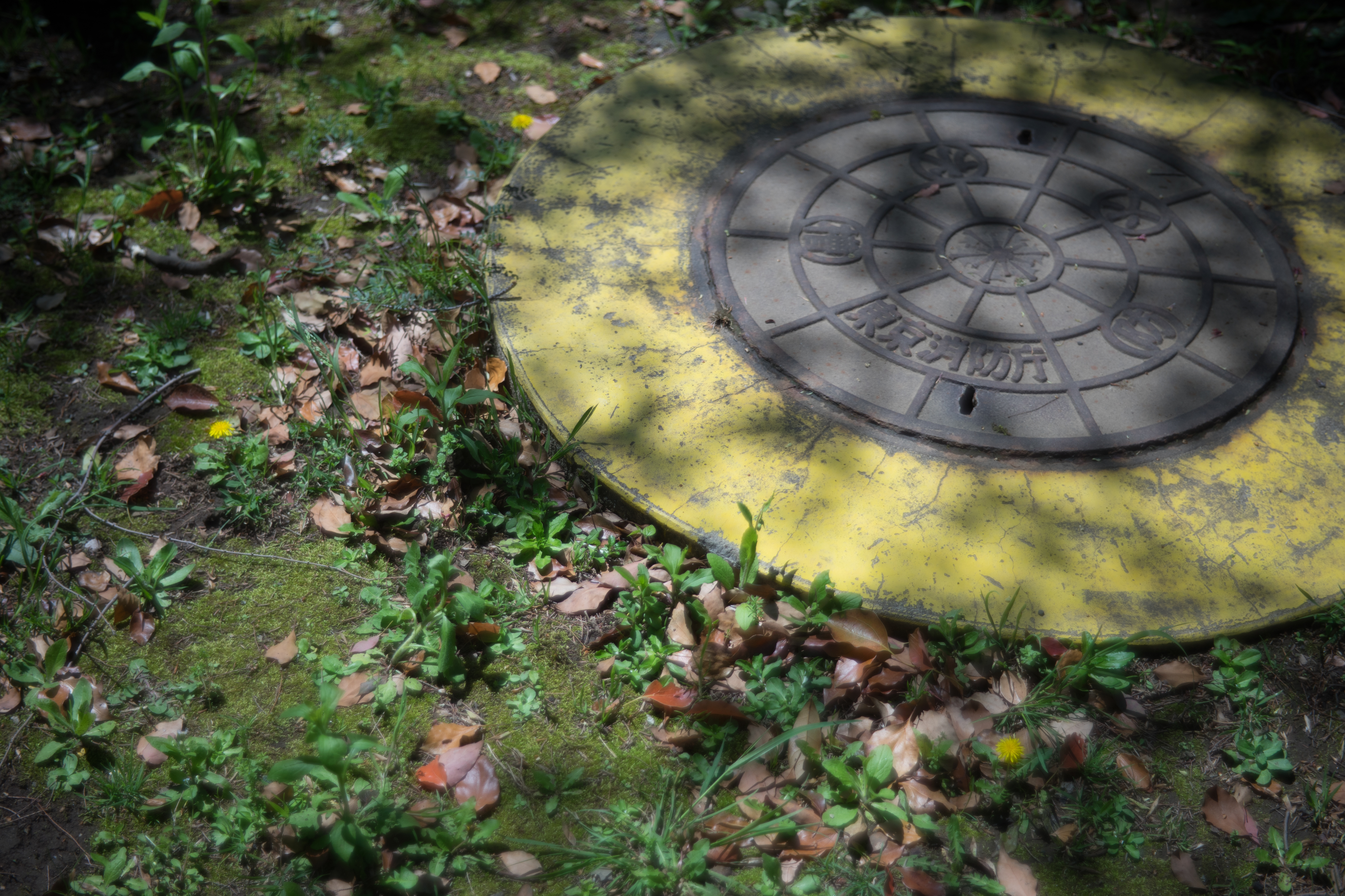 α7 II / Leonon 5cm F2 / 1/4,000秒 / F2 / ±0EV / ISO100 / AWB