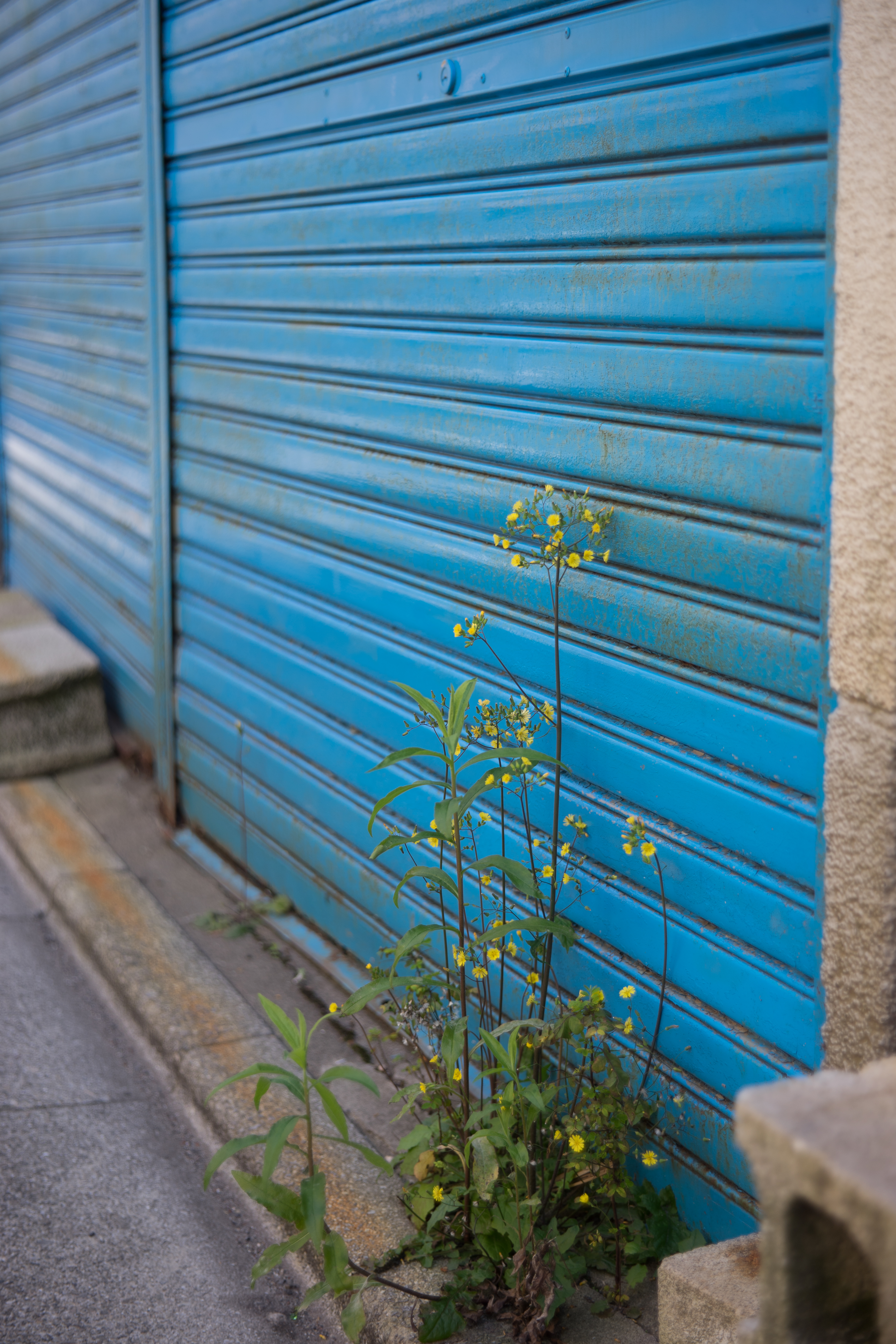 α7 II / Leonon 5cm F2 / 1/250秒 / F2.8 / +0.7EV / ISO100 / AWB