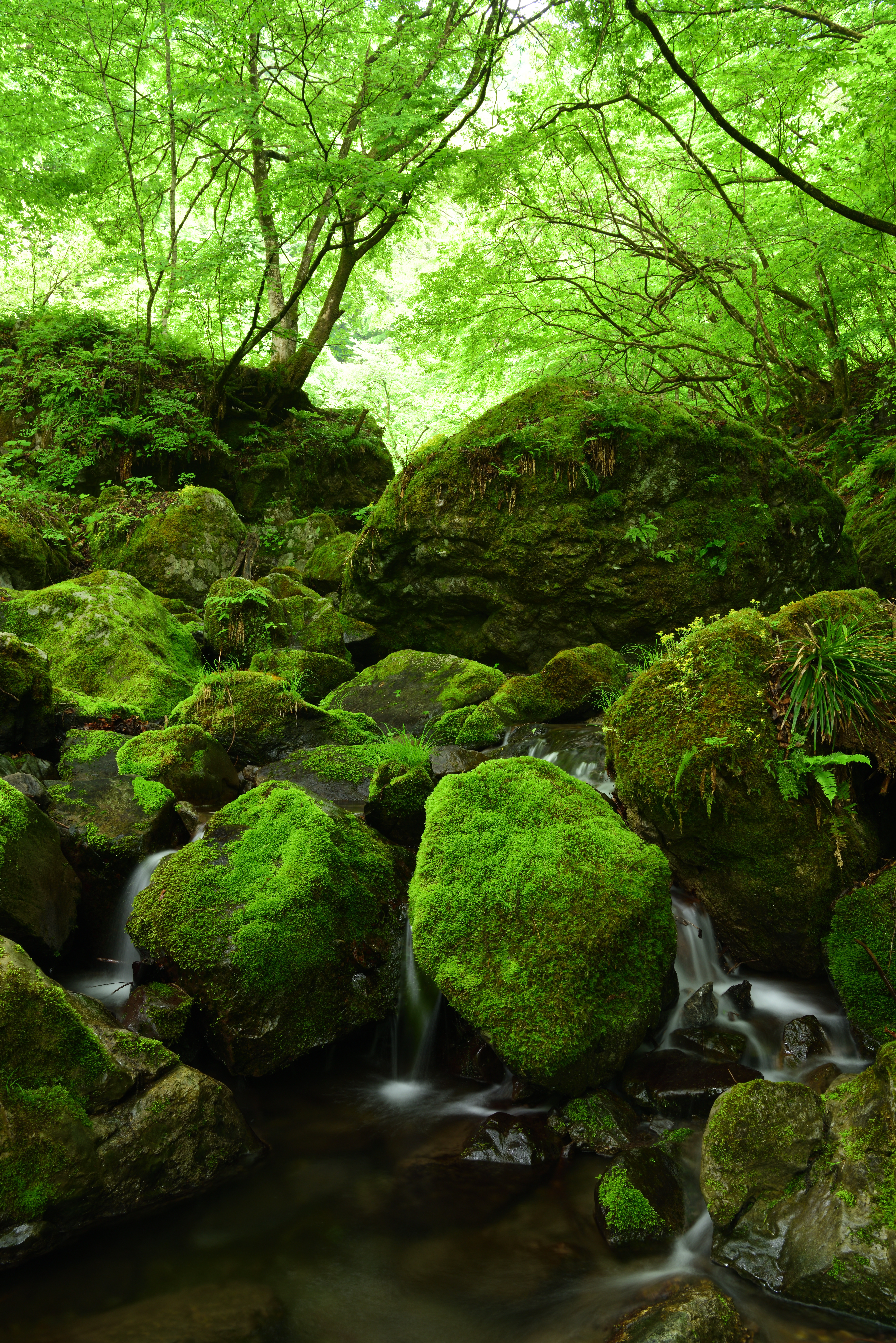 ニコンD810／AF-S NIKKOR 24-70mm f/2.8E ED VR／30mm／絞り優先AE（F11、1.5秒、±0EV）／ISO 100／WB：太陽光