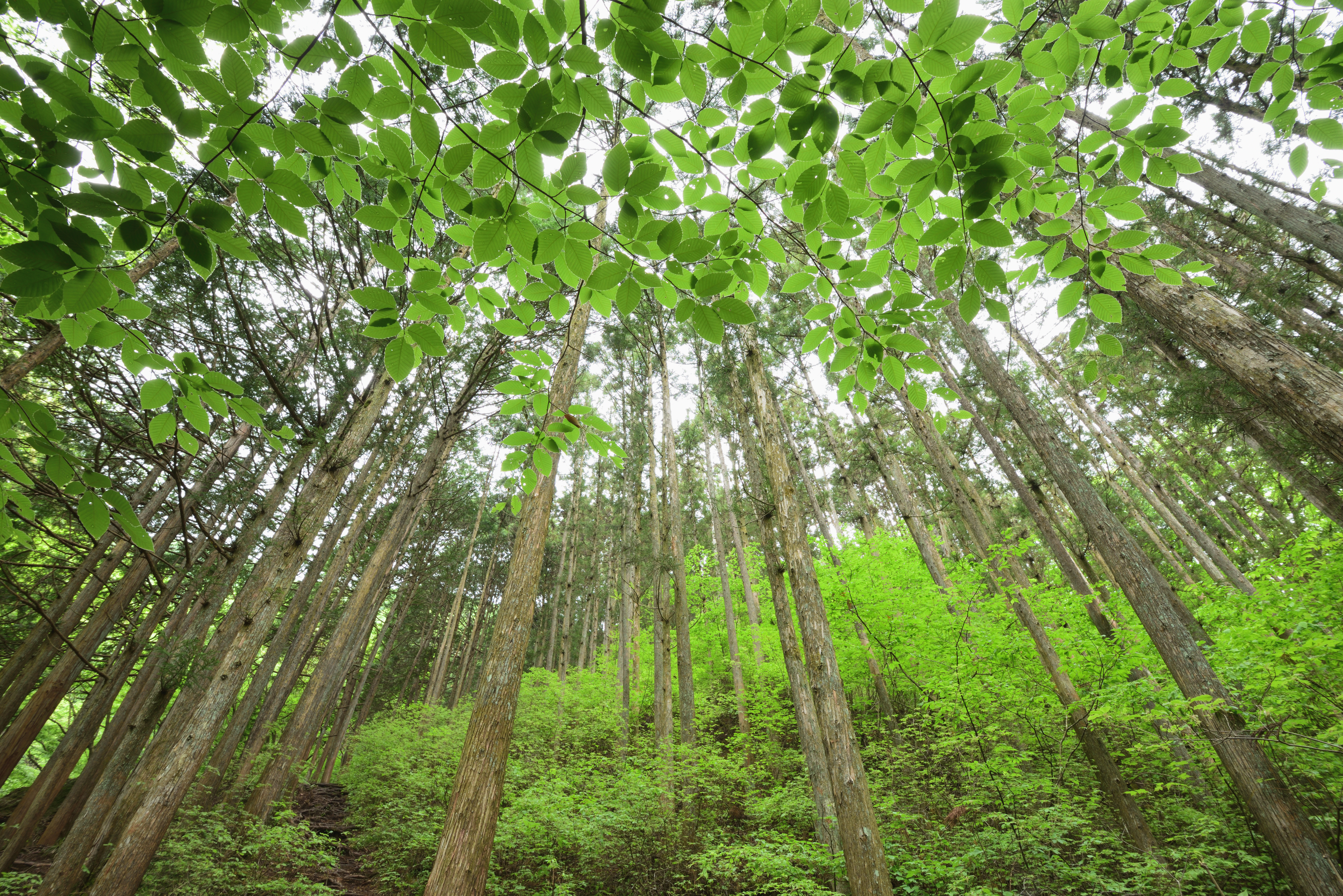 ニコンD810／AF-S NIKKOR 16-35mm f/4G ED VR／16mm／絞り優先AE（F11、1/2.5秒、+0.7EV）／ISO 100／WB：太陽光