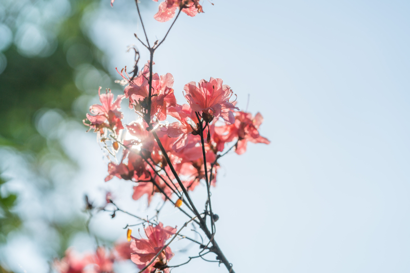 α7R II / FE 90mm F2.8 Macro G OSS / 1/3,200秒 / F4.5 / 0EV / ISO100 / 絞り優先AE / 90mm