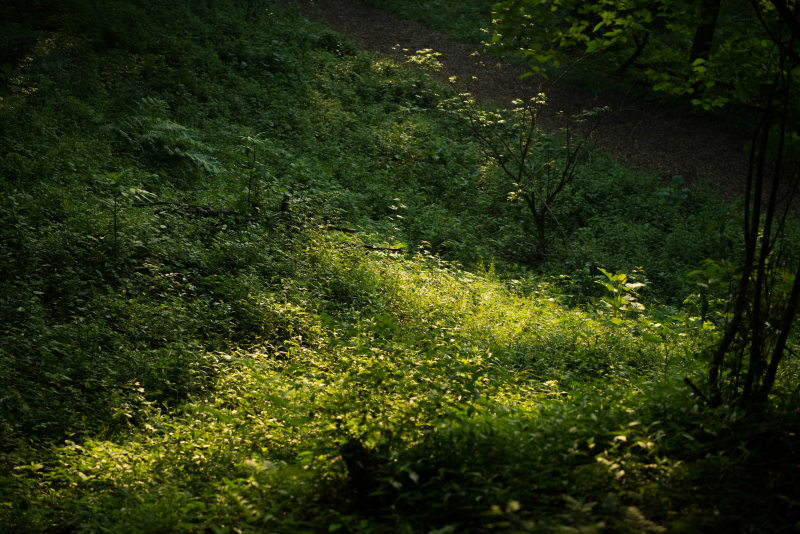 D810 / AF-S NIKKOR 24-70mm f/2.8E ED VR / 1/320秒 / F2.8 / -1EV / ISO200 / 絞り優先AE / 70mm