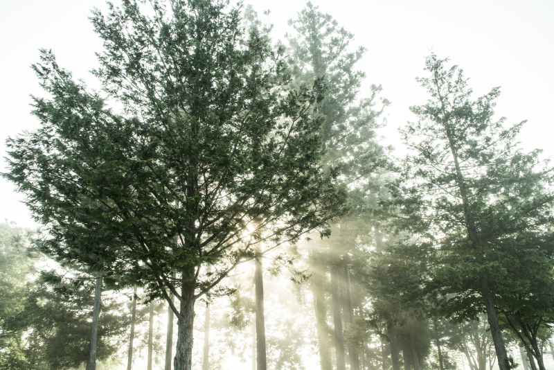 D810 / AF-S NIKKOR 24-70mm f/2.8E ED VR / 1/125秒 / F8 / -0.3EV / ISO80 / 絞り優先AE / 24mm