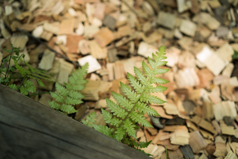 α7R II / Sonnar T＊ FE 55mm F1.8 ZA / 1/250秒 / F2.2 / 0EV / ISO50 / 絞り優先AE / 55mm