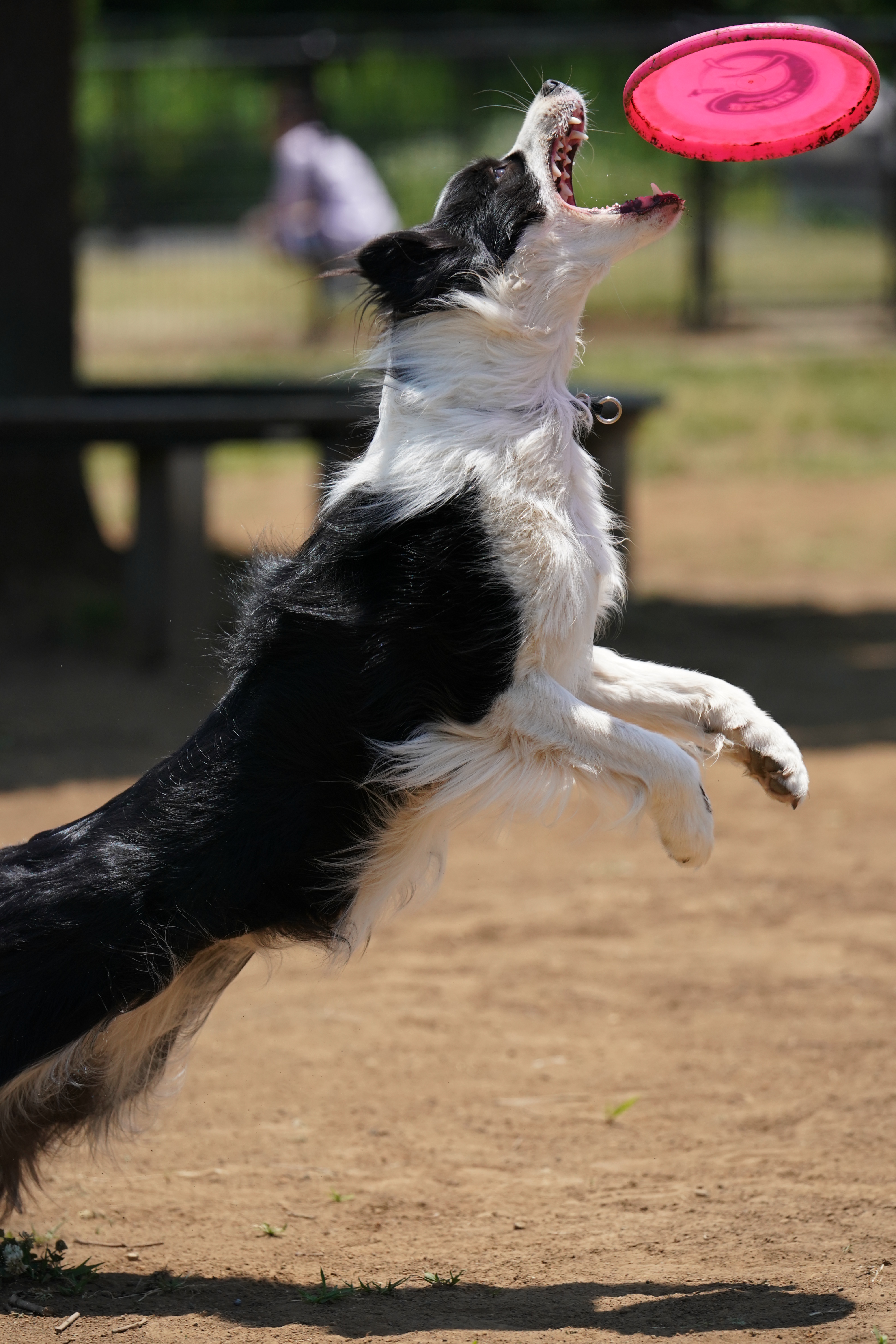 連写した中の1枚。FE 70-200mm F2.8 GM OSS / 1/4,000秒 / F5 / 0EV / ISO800 / マニュアル露出 / 200mm