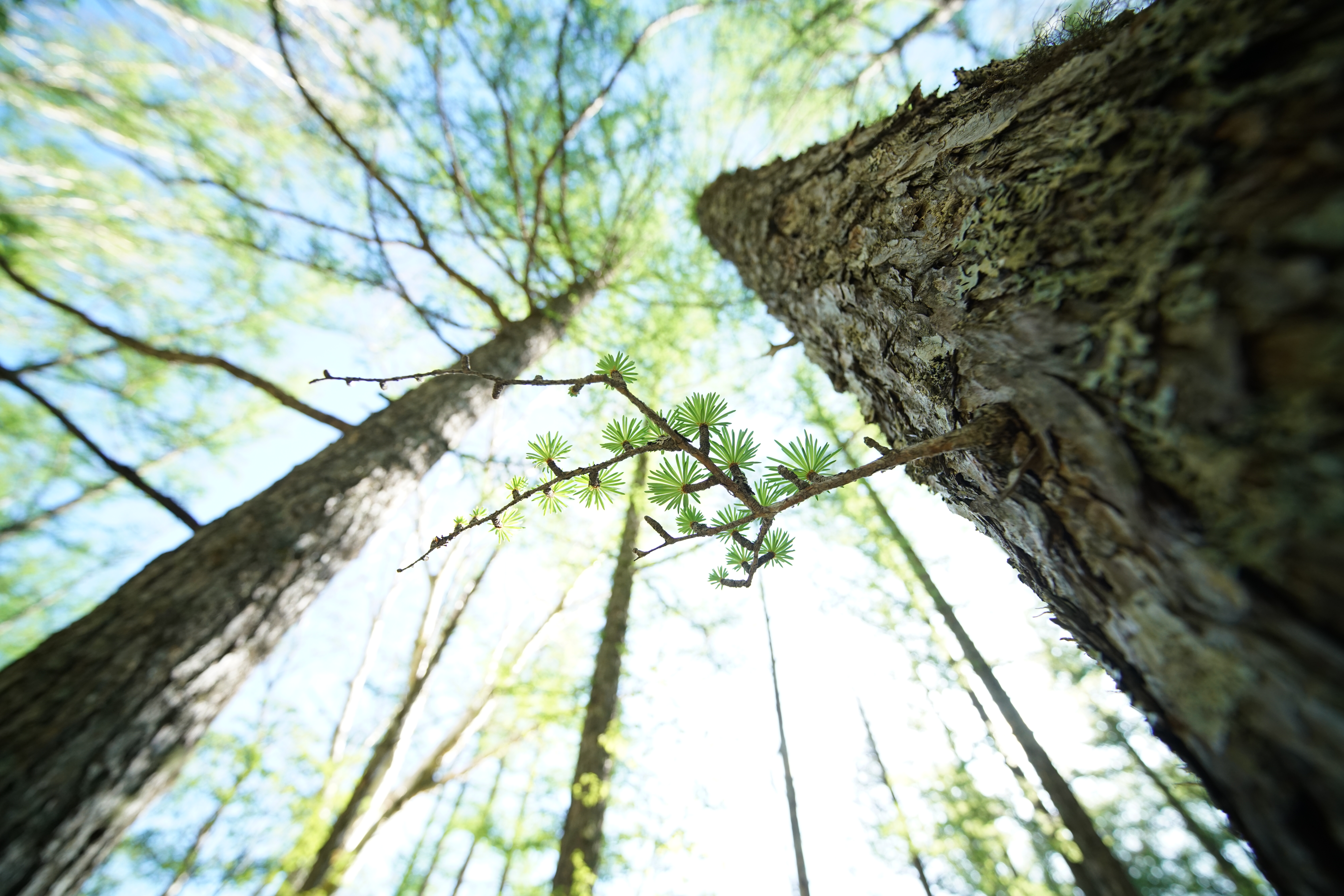 α7R II / 1/400秒 / F4 / +2.3EV / ISO800 / 絞り優先AE / 12mm