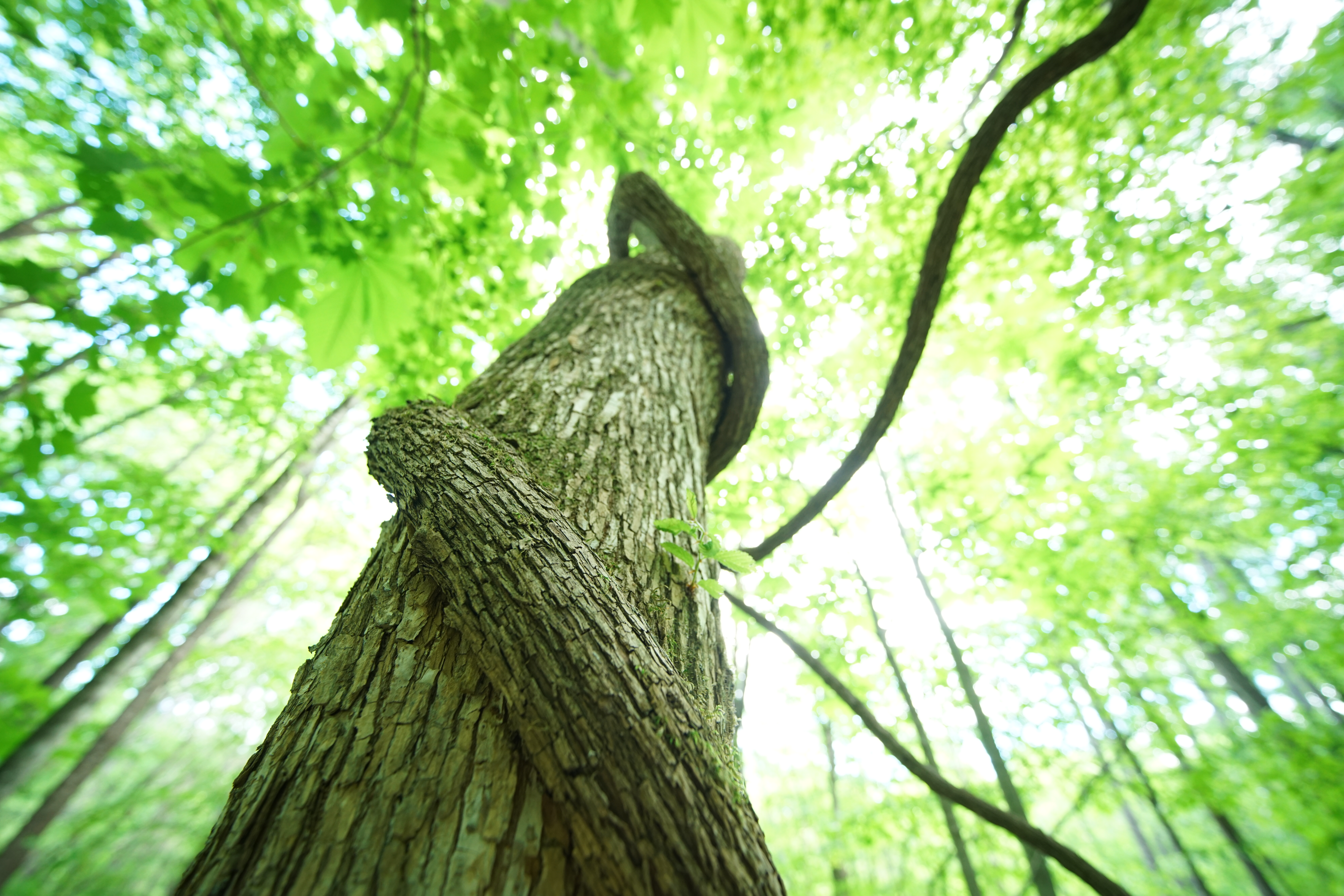 α7R II / 1/30秒 / F4 / +2.3EV / ISO800 / 絞り優先AE / 12mm