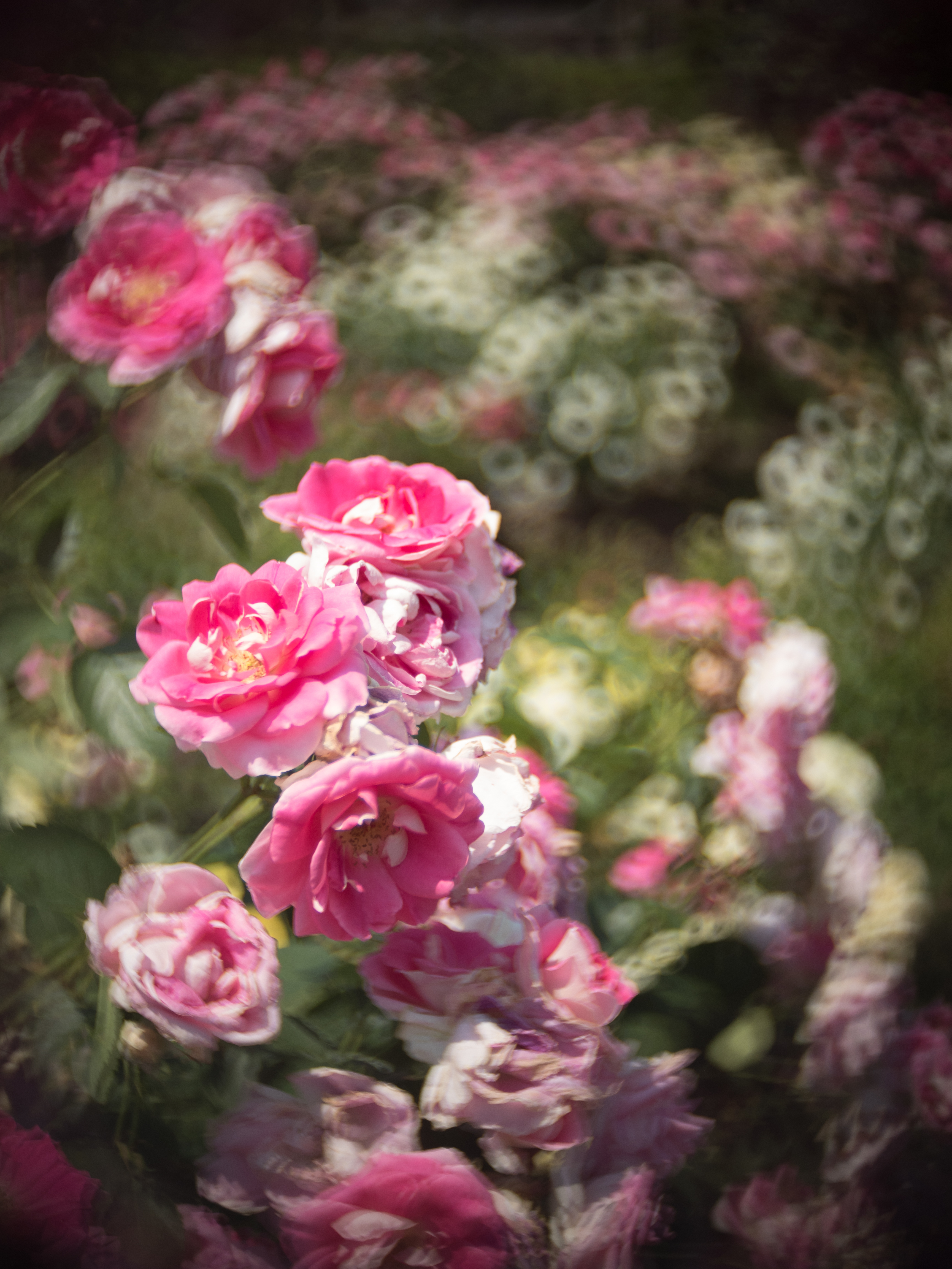 E-PL8 / illuminar 25mm F1.4（アメジスト） / 1/4,000秒 / F1.4 / ±0EV / ISO100 / AWB