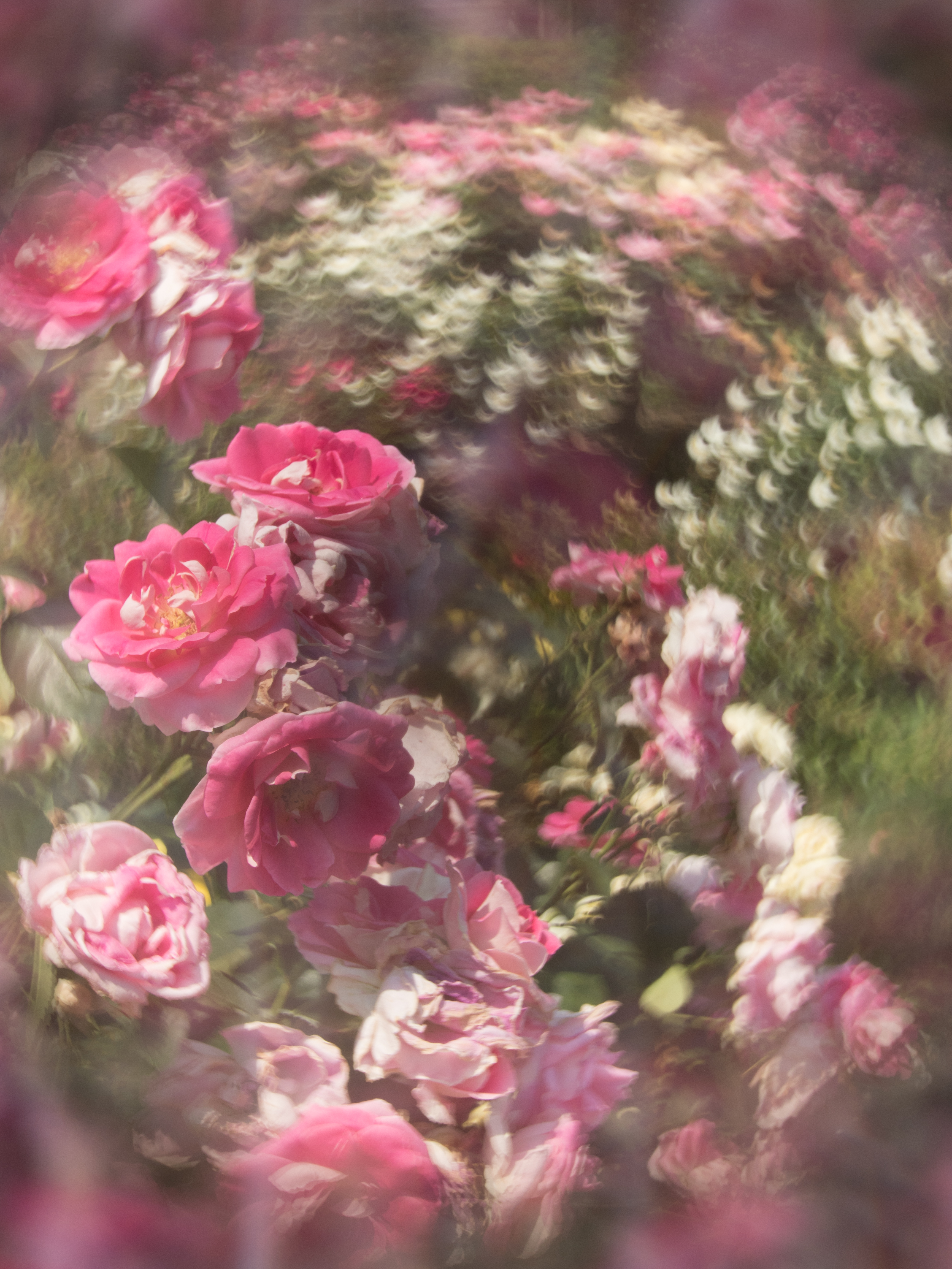 E-PL8 / illuminar 25mm F1.4（アメジスト） / 1/640秒 / F2.8 / ±0EV / ISO200 / AWB