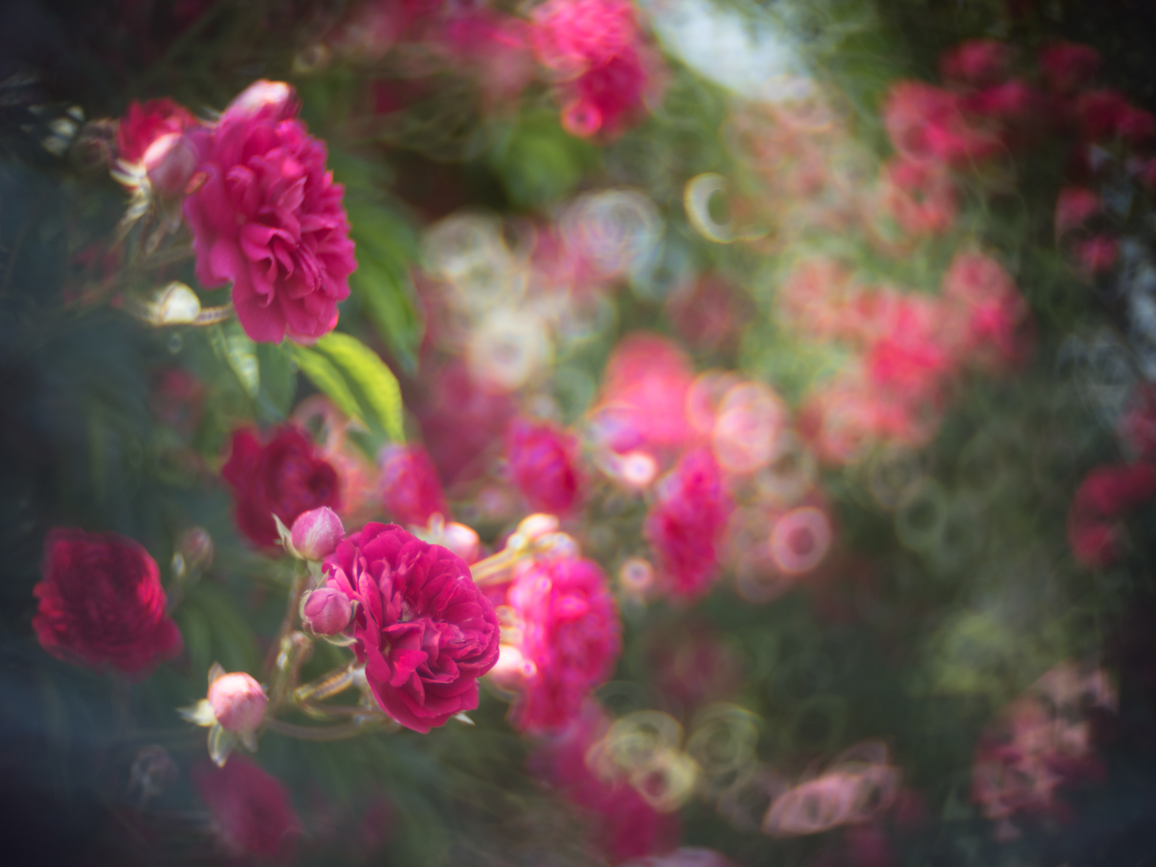 E-PL8 / illuminar 25mm F1.4（ペリドット） / 1/1,600秒 / F1.4 / ±0EV / ISO200 / AWB