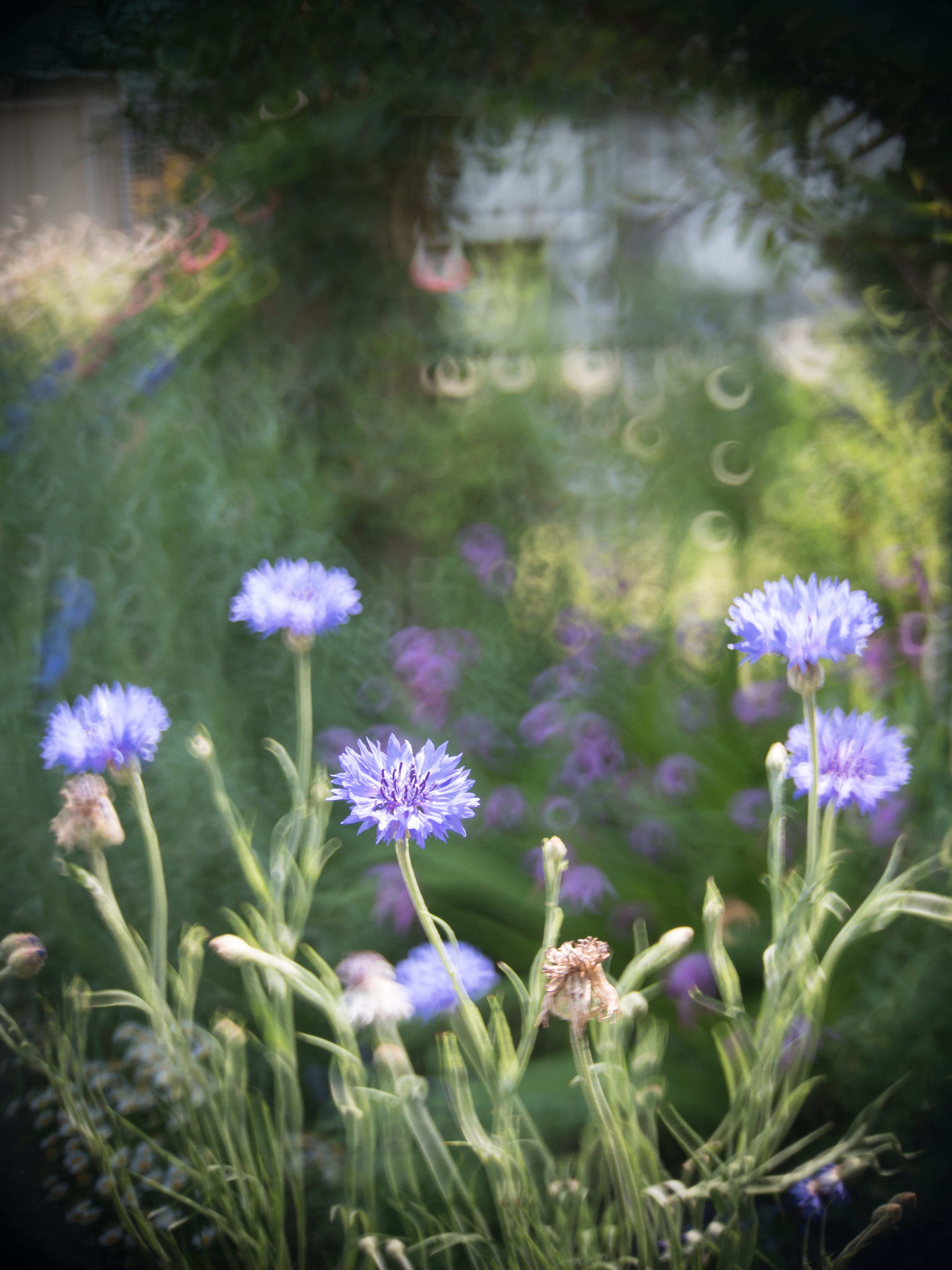 E-PL8 / illuminar 25mm F1.4（ブルートパーズ） / 1/400秒 / F2.8 / ±0EV / ISO200 / AWB