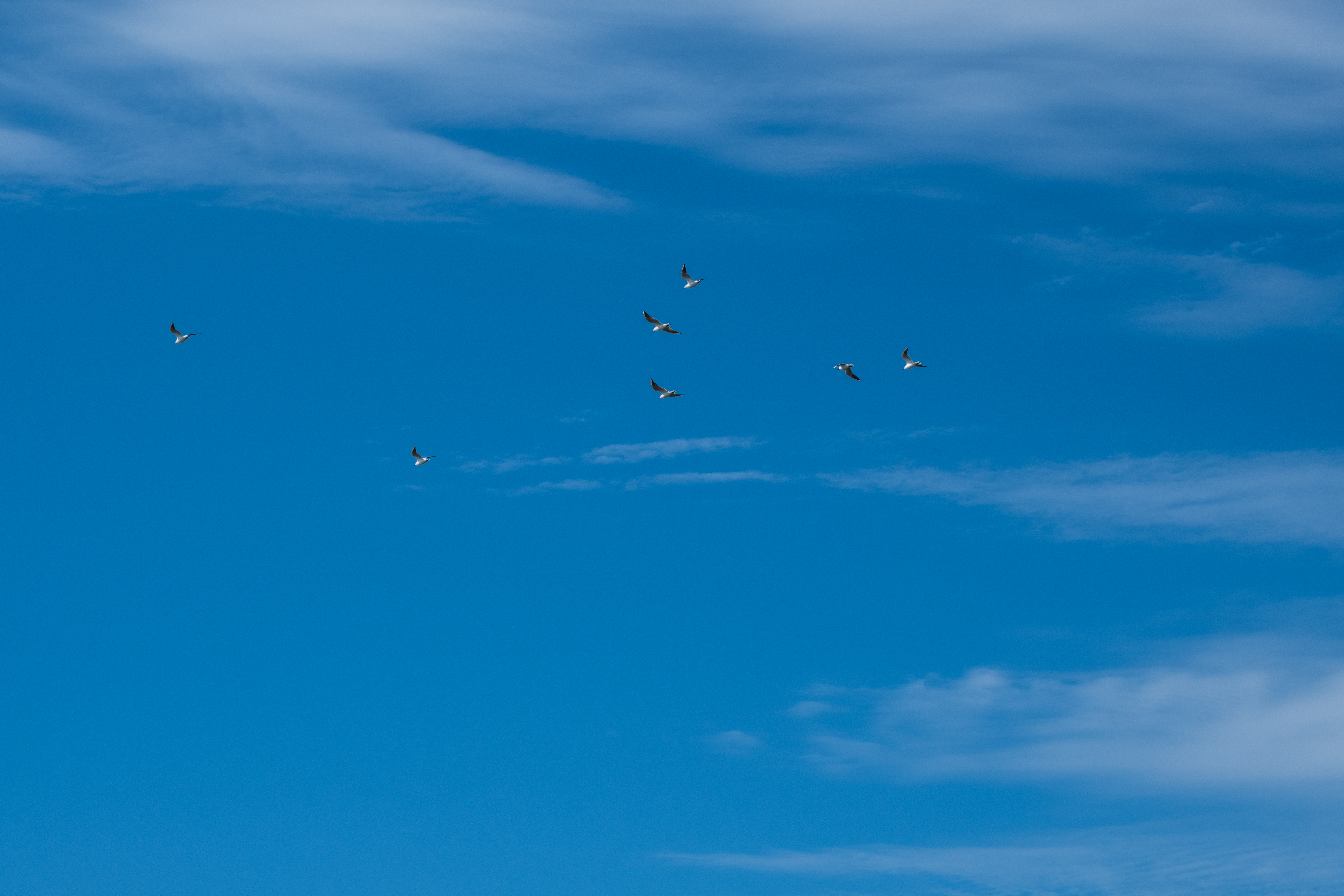 X-T2 / 1/680秒 / F10 / -0.7EV / ISO200 / 絞り優先AE / 50mm