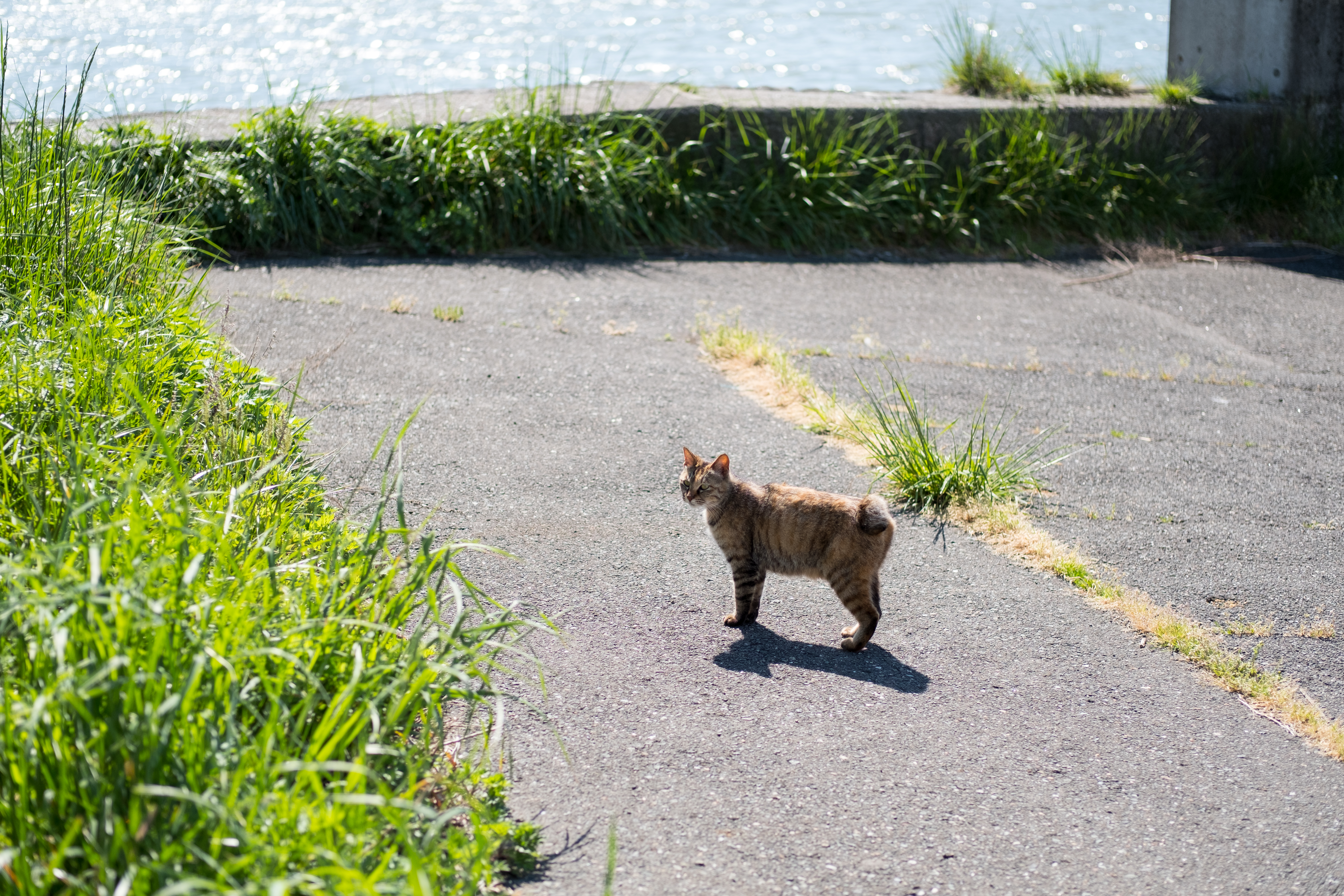 X-T2 / 1/2,500秒 / F2 / +0.7EV / ISO200 / 絞り優先AE / 50mm