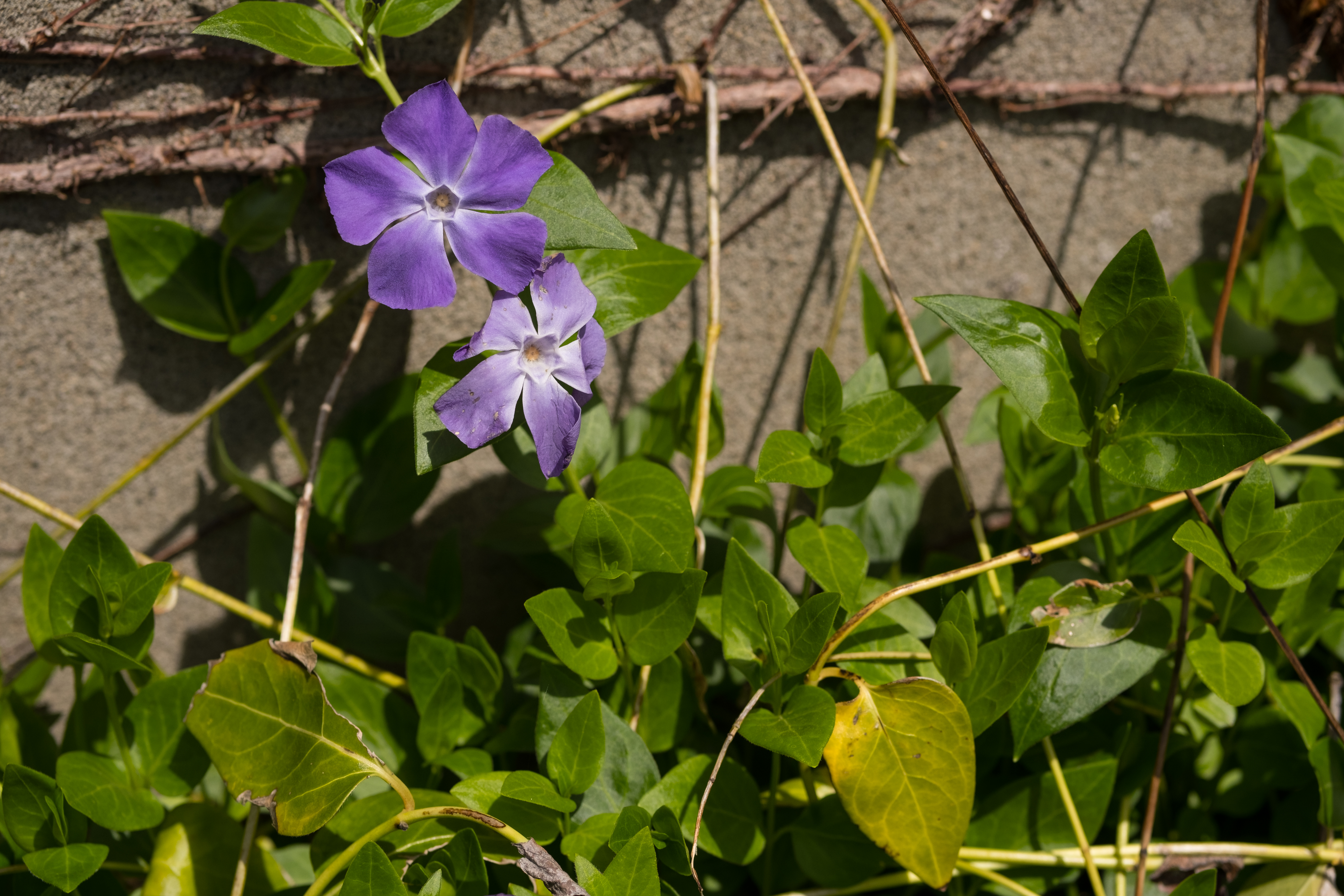 X-T2 / 1/2,400秒 / F4 / -0.7EV / ISO200 / 絞り優先AE / 50mm