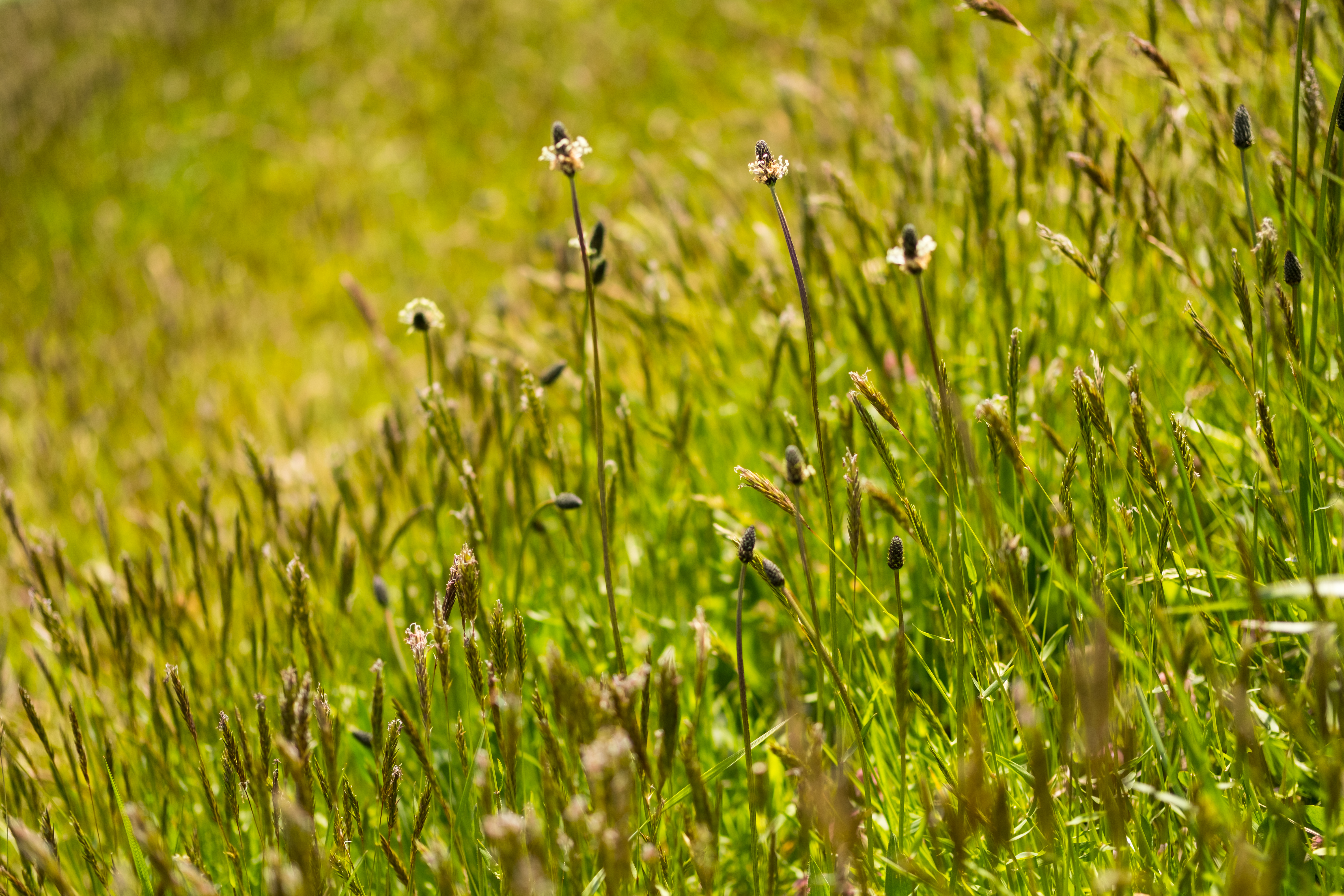 X-T2 / 1/3,200秒 / F2 / 0EV / ISO200 / 絞り優先AE / 50mm