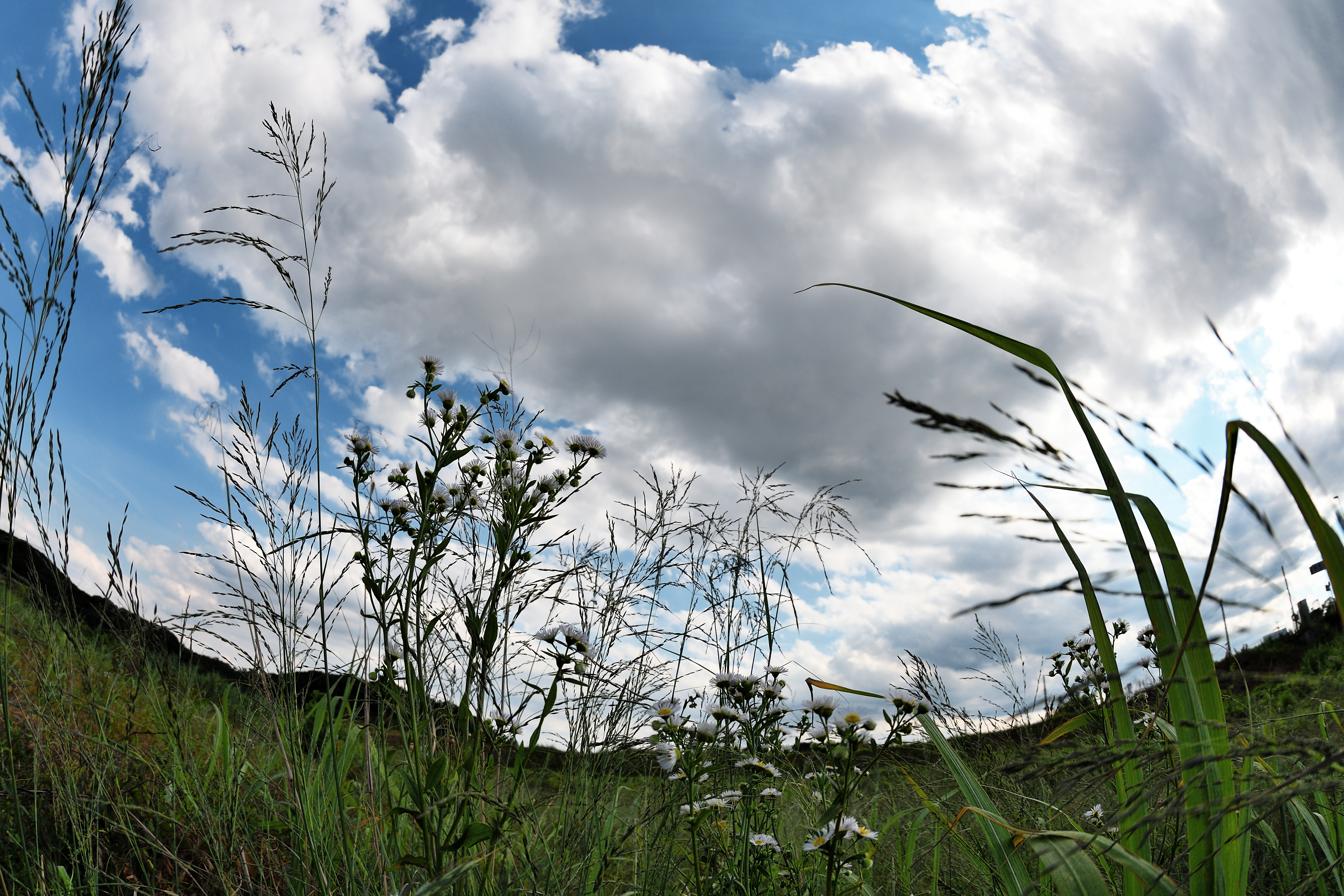 DX機（DX指標）。D7500 / 1/1,600秒 / F5.6 / 0EV / ISO100 / 絞り優先AE / 11mm