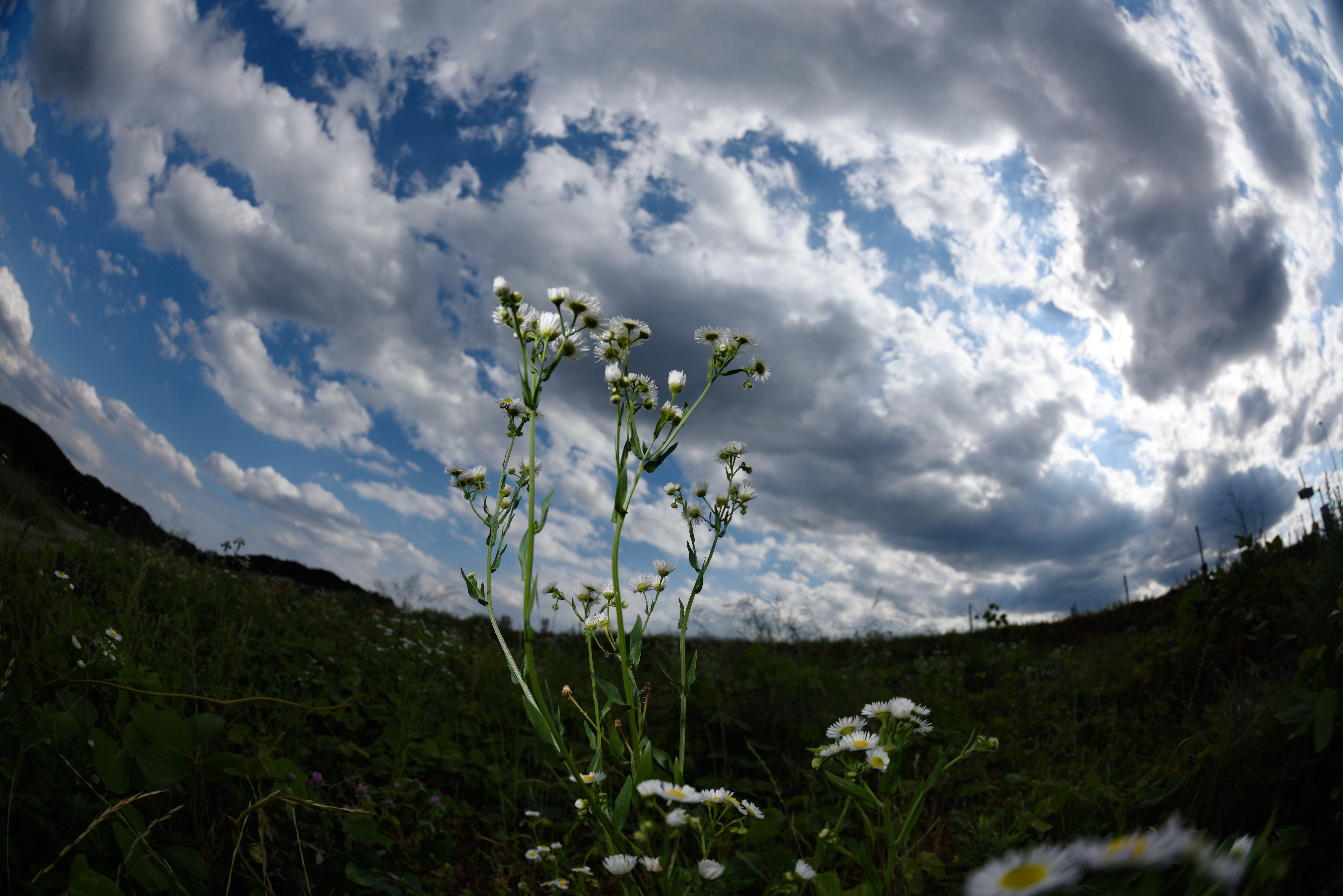 D810 / 1/2,000秒 / F5.6 / -0.7EV / ISO100 / マニュアル露出 / 14mm