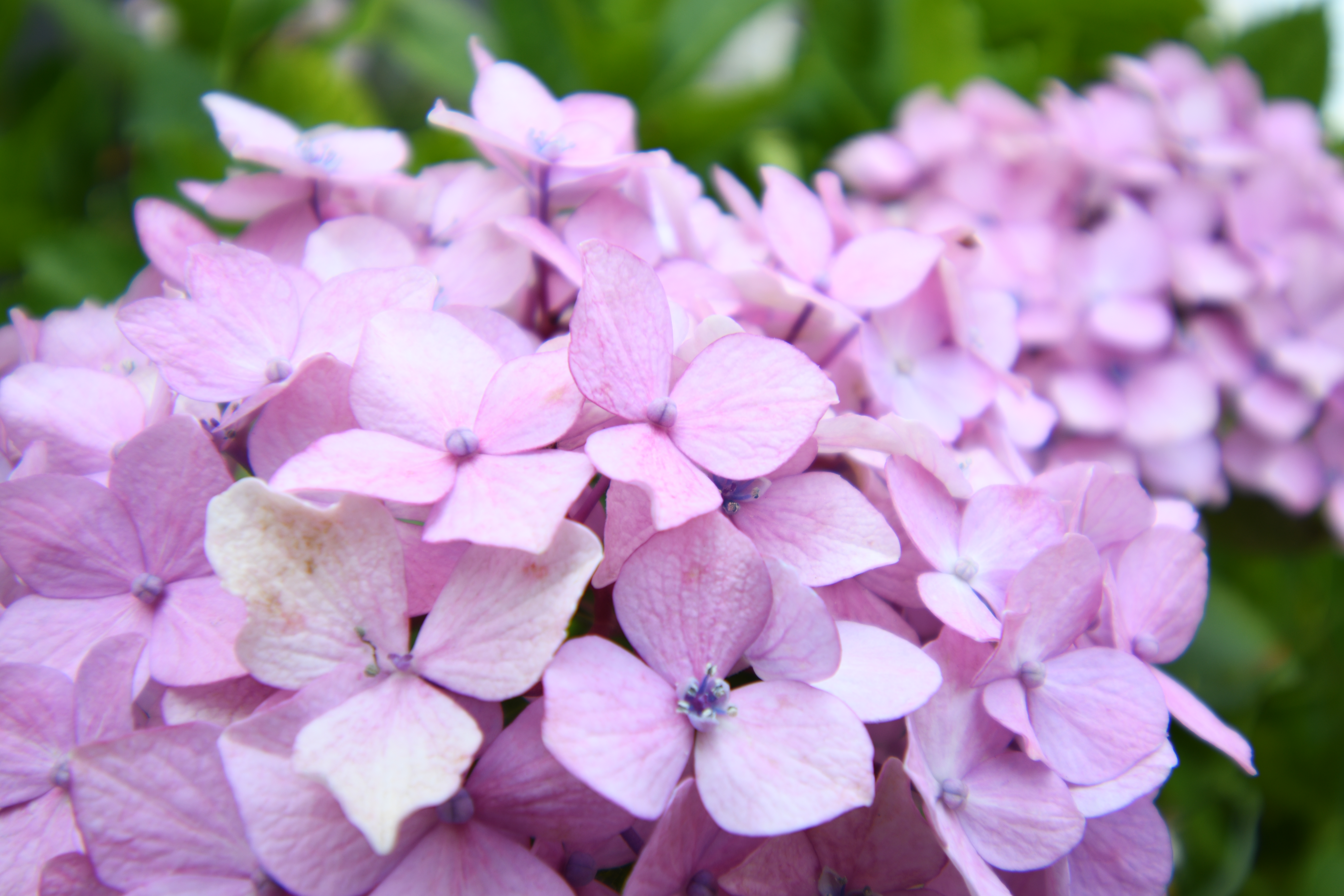 D7500 / 1/80秒 / F5.6 / +1.7EV / ISO100 / 絞り優先AE / 20mm