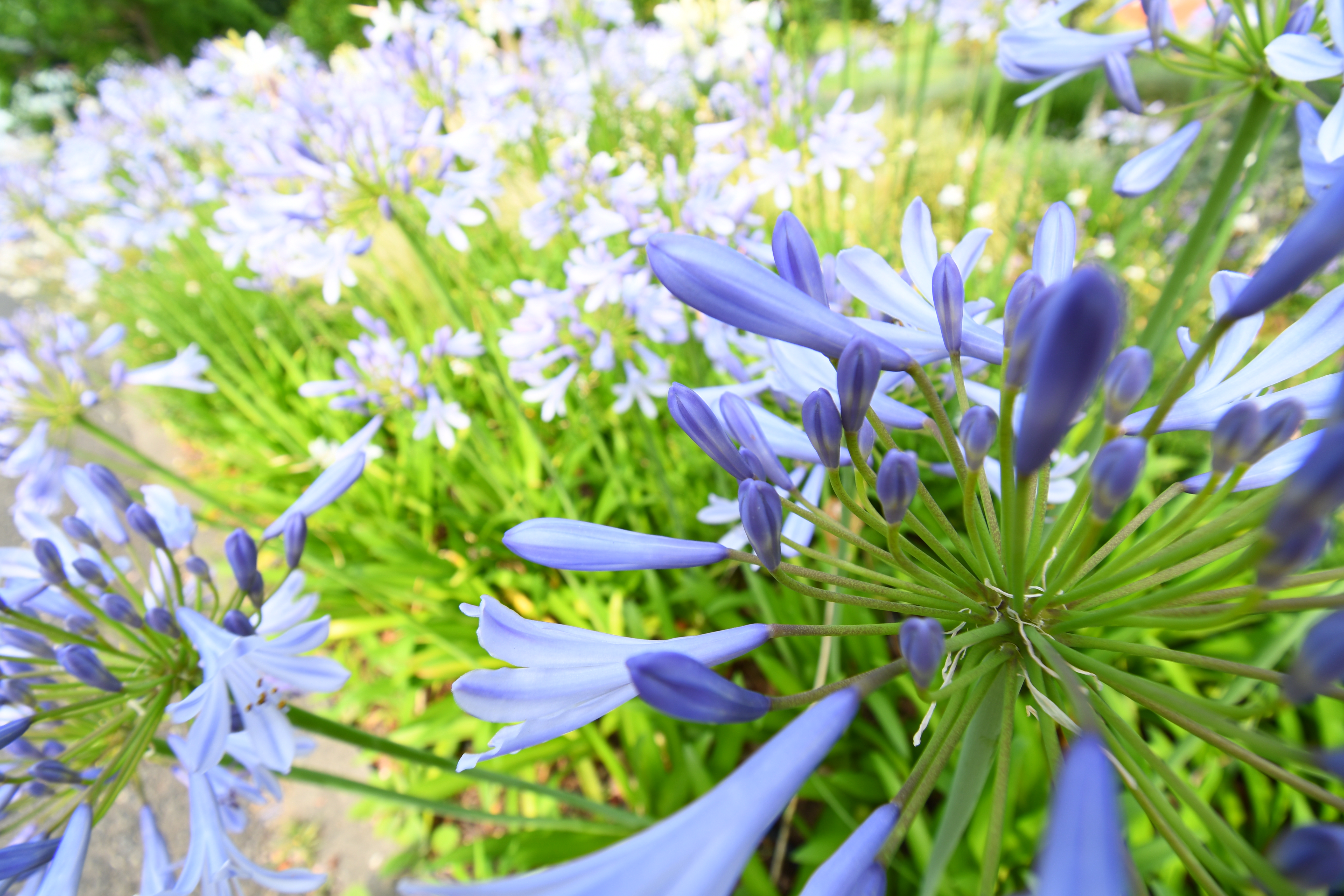 D7500 / 1/50秒 / F6.3 / +1EV / ISO100 / 絞り優先AE / 10mm