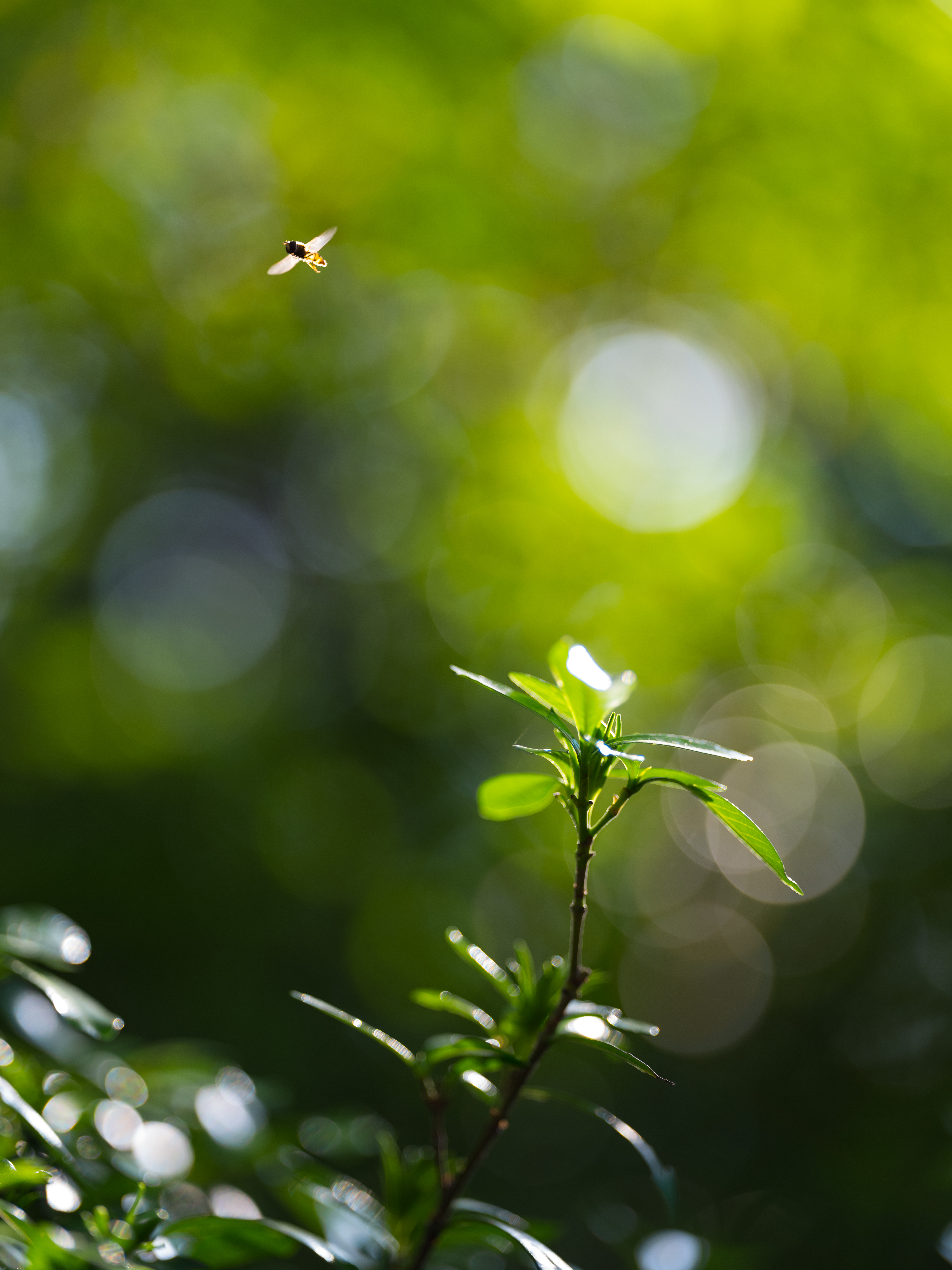 GFX 50S / 1/400秒 / F2 / +1EV / ISO200 / 絞り優先AE / 110mm