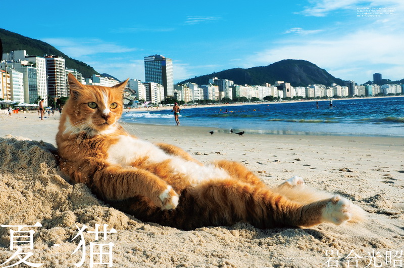岩合光昭さんの「夏猫」ギャラリー