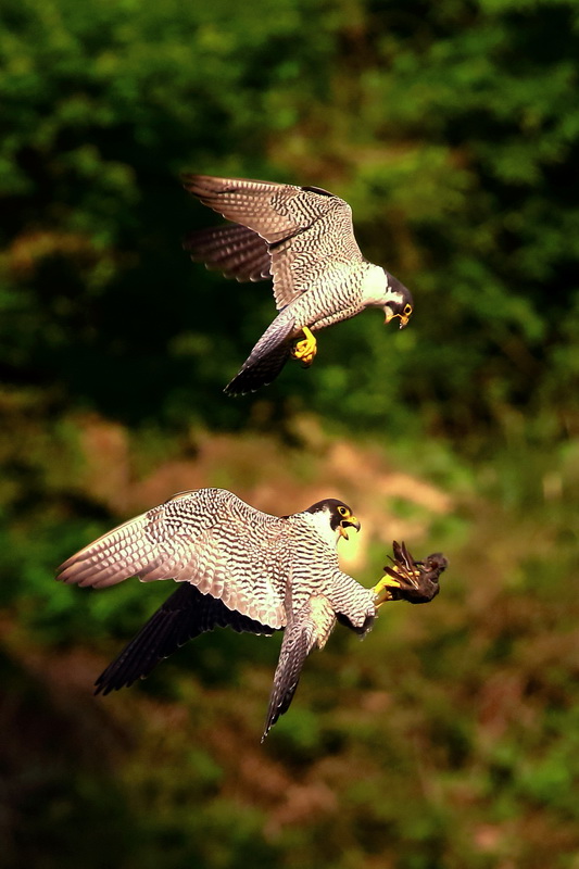 二羽でつなぐ命の話〜近所に住むハヤブサを追って〜行動編（中学3年生 佐藤匠馬さん）中部・東海 ※組写真のうちの1枚