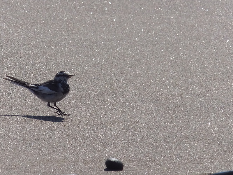 北海道の動物たち（中学1年生 舩木蘭さん）北海道 ※組写真のうちの1枚