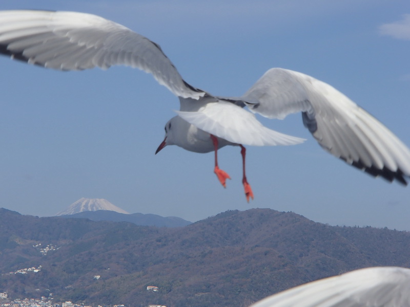富士山へはばたけ！（小学6年生 川並久聡さん）関東
