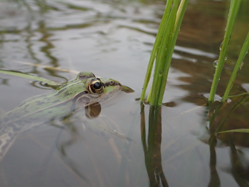 田んぼのトノサマ（小学3年生 野田理央奈さん）関西 ※組写真のうちの1枚