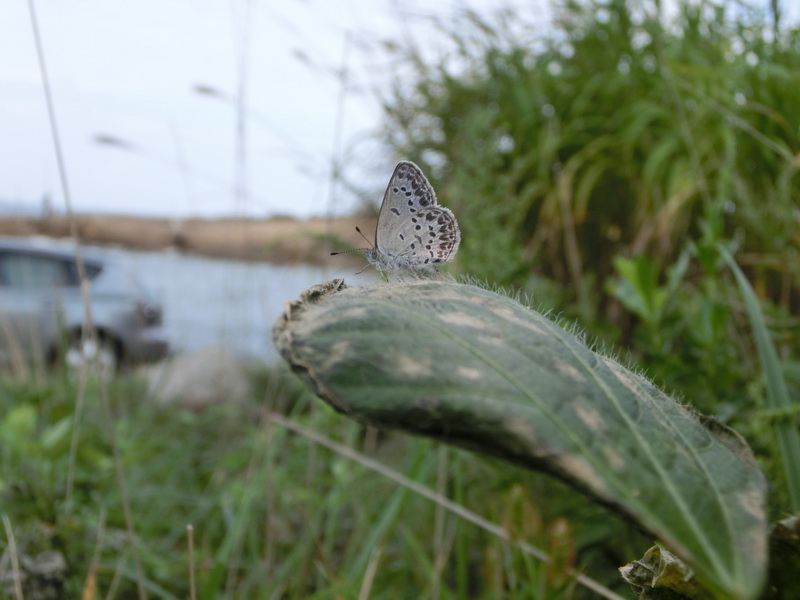 海のシルビアシジミ（小学5年生 村上奏太さん）中部・東海 審査委員特別賞