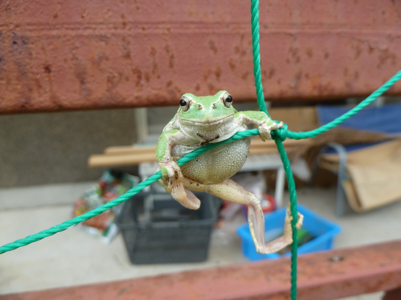 ケロリンアスレチック（小学5年生 喜田ちひろさん）長野県小諸市 小諸高原美術館賞