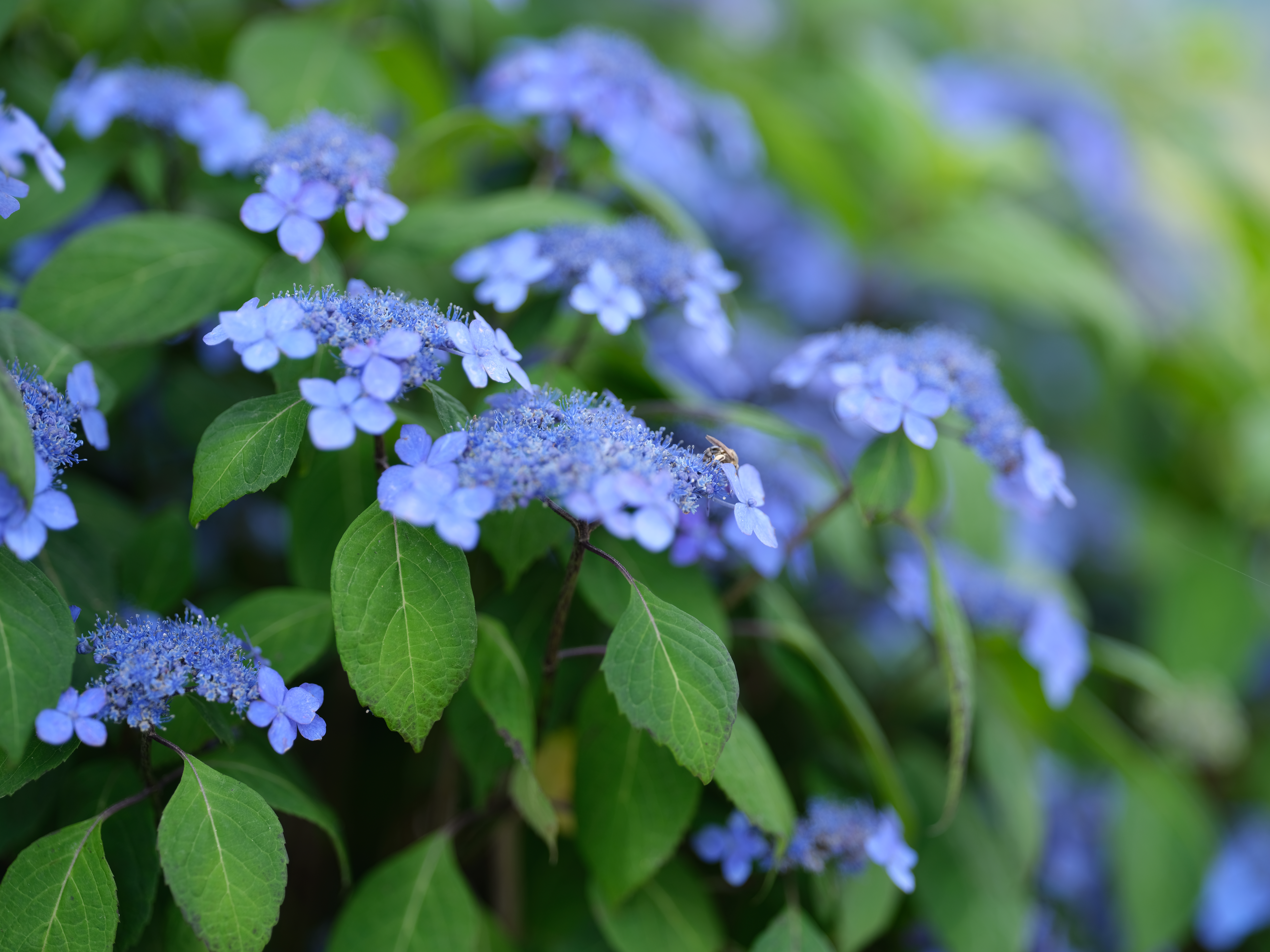 GFX 50S / GF110mmF2 R LM WR / 絞り優先AE（1/350秒・F2・±0.7EV） / ISO 100 / 110mm（87mm相当）