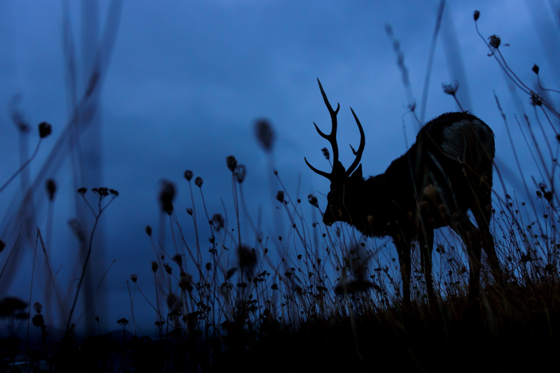 マットでオーダーした作品（撮影：井上浩輝）