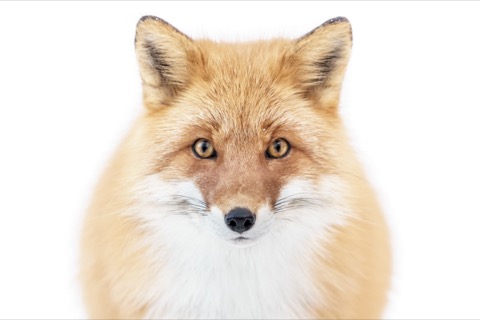井上治（Osamu Inoue）8401152 フォトアート作品　太子額付き 井堂雅夫「難波橋（大阪）」木版画 絵画買取・販売の小竹美術